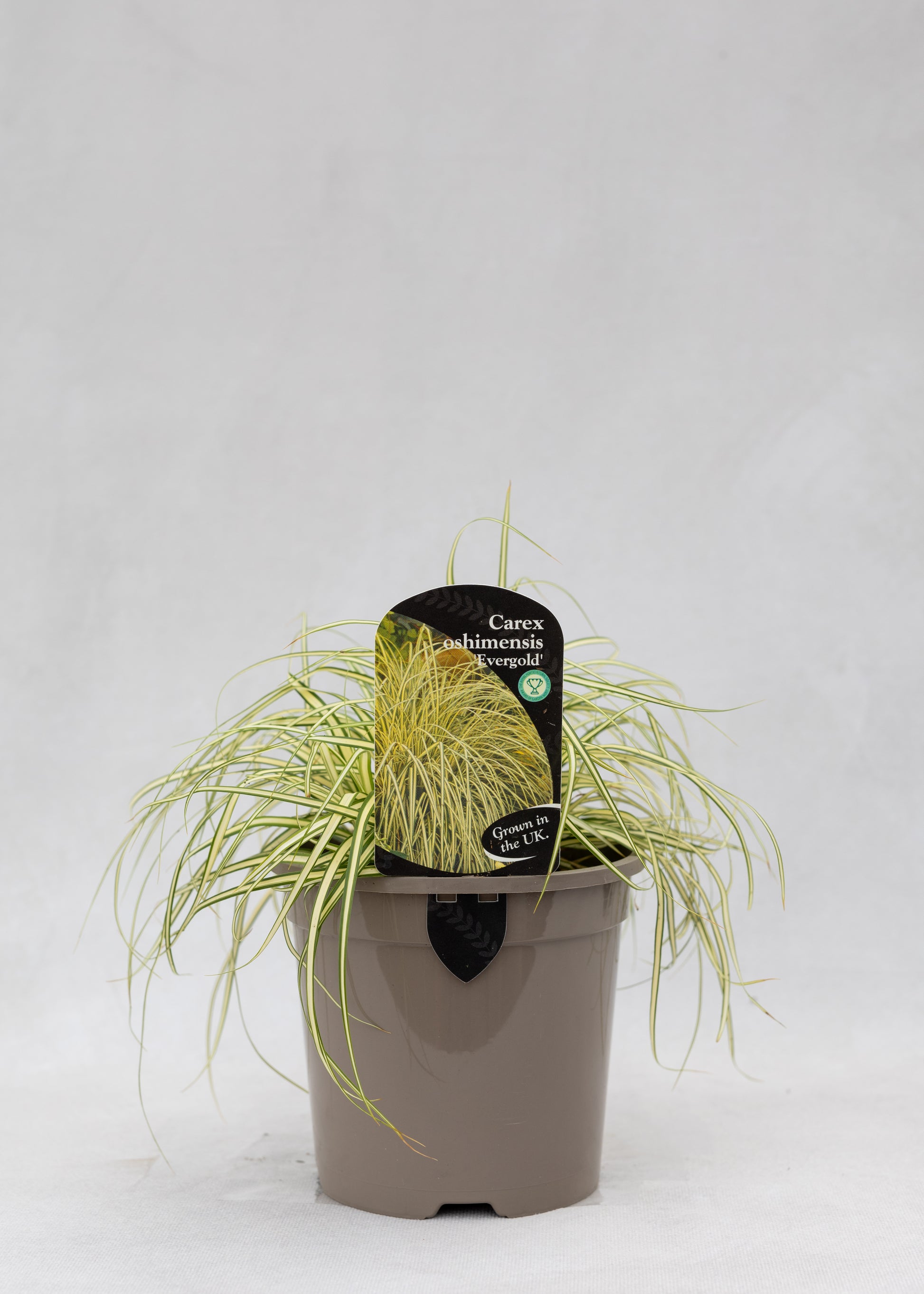 Carex oshimensis 'Evergold'