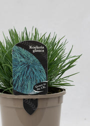 Koeleria glauca