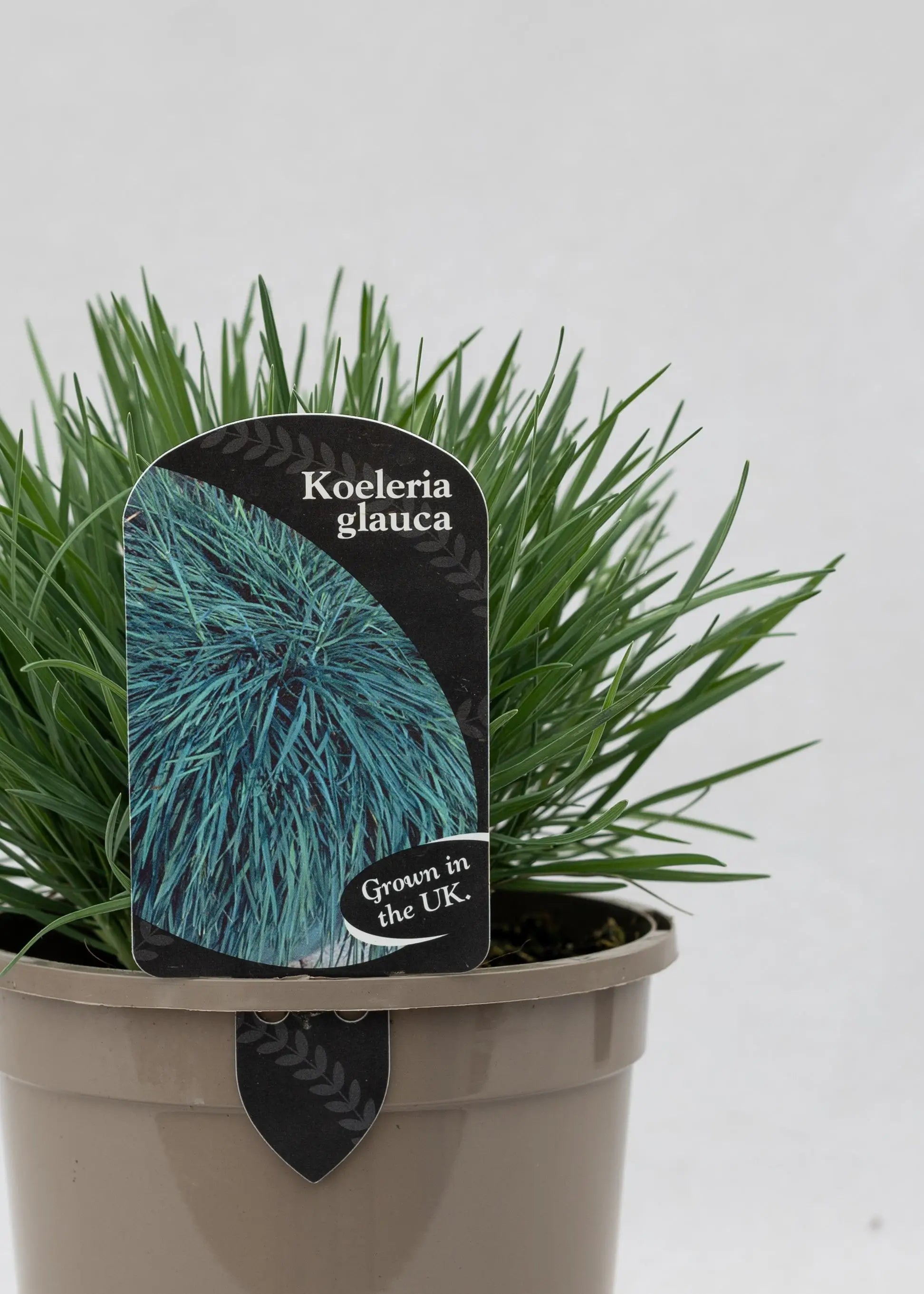 Koeleria glauca