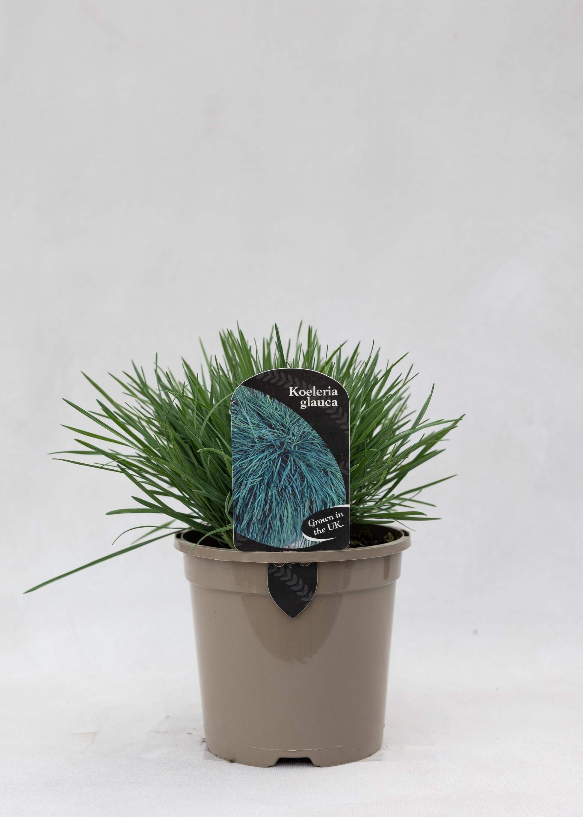 Koeleria glauca