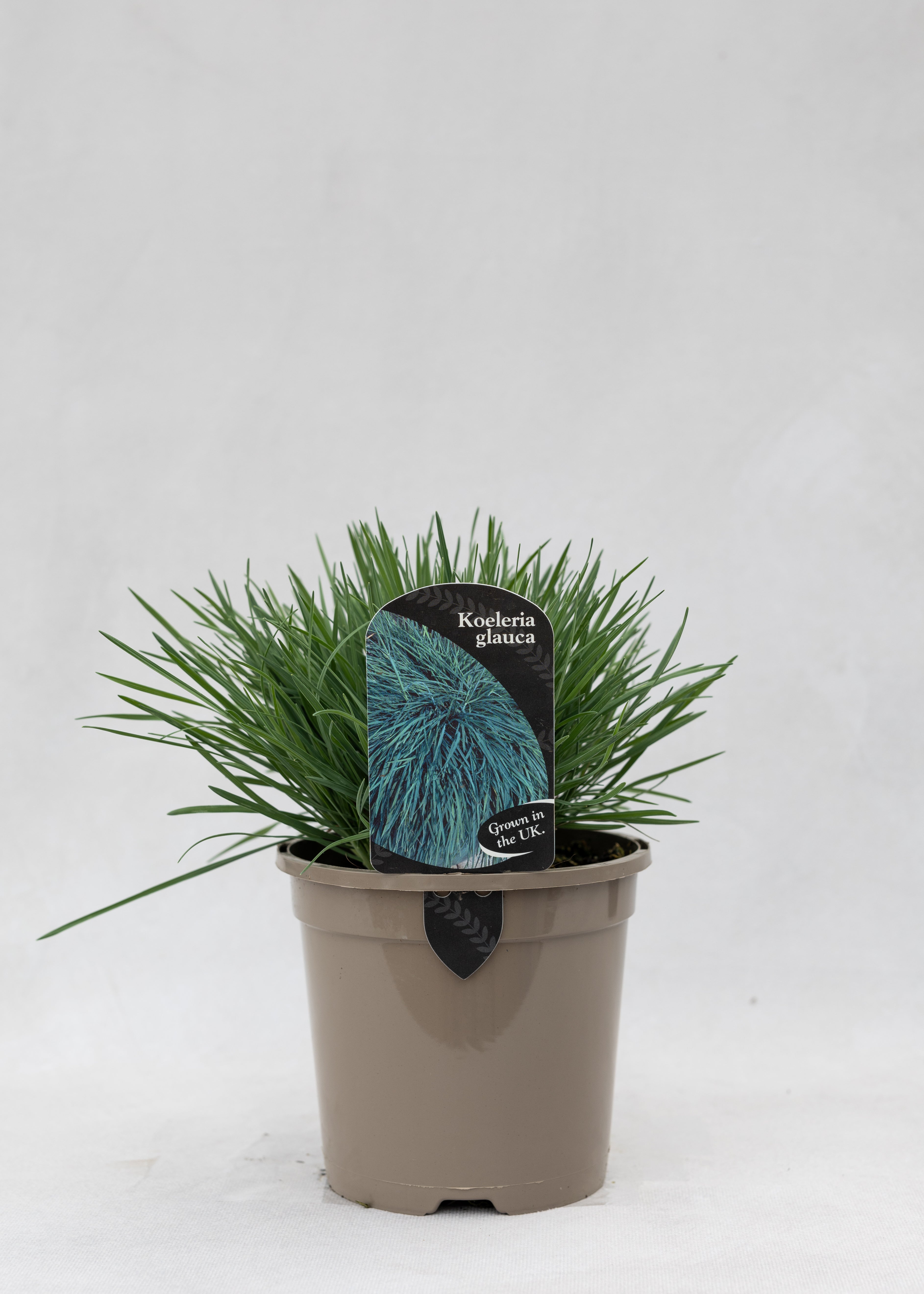 Koeleria glauca