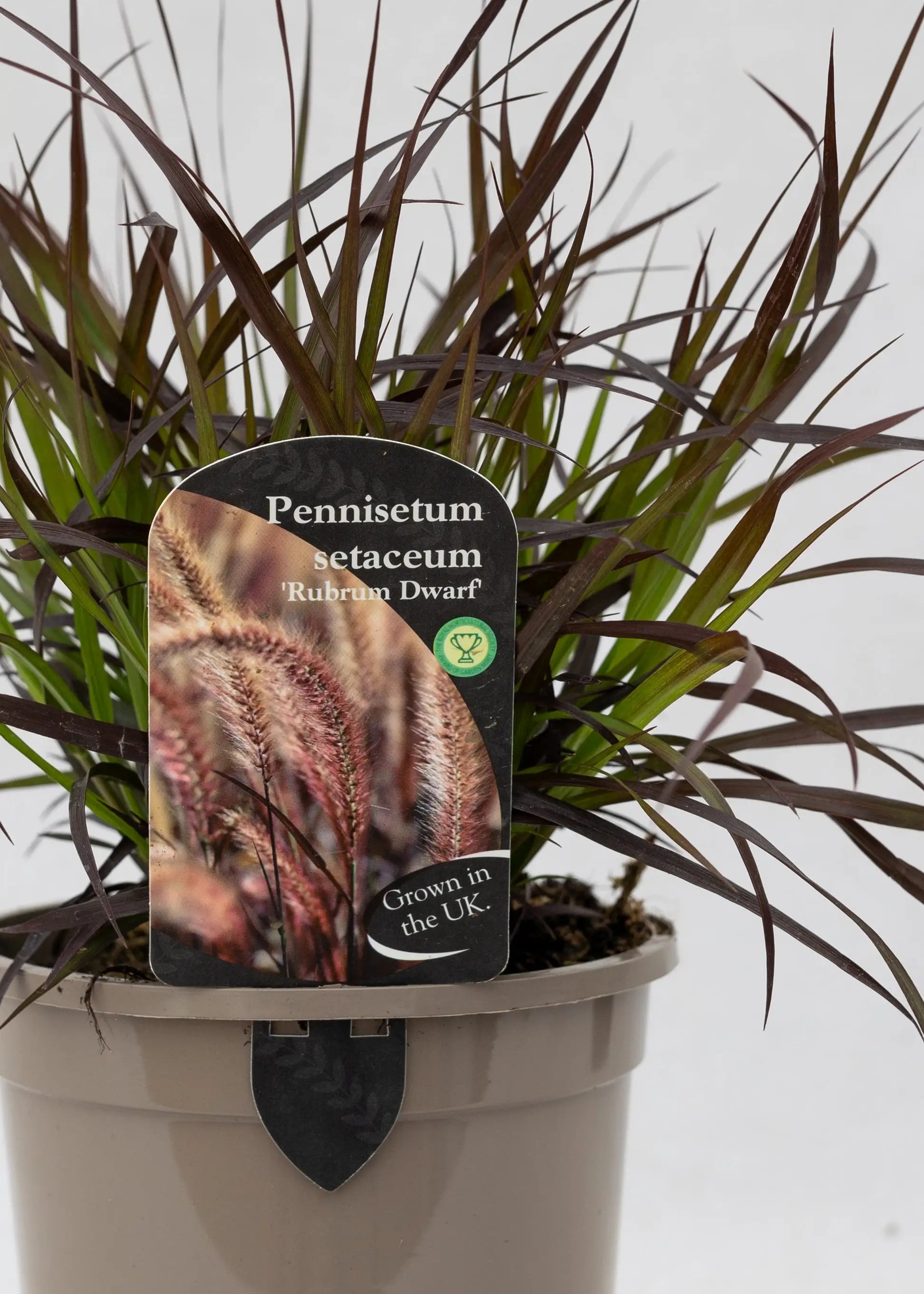 Pennisetum 'Rubrum'