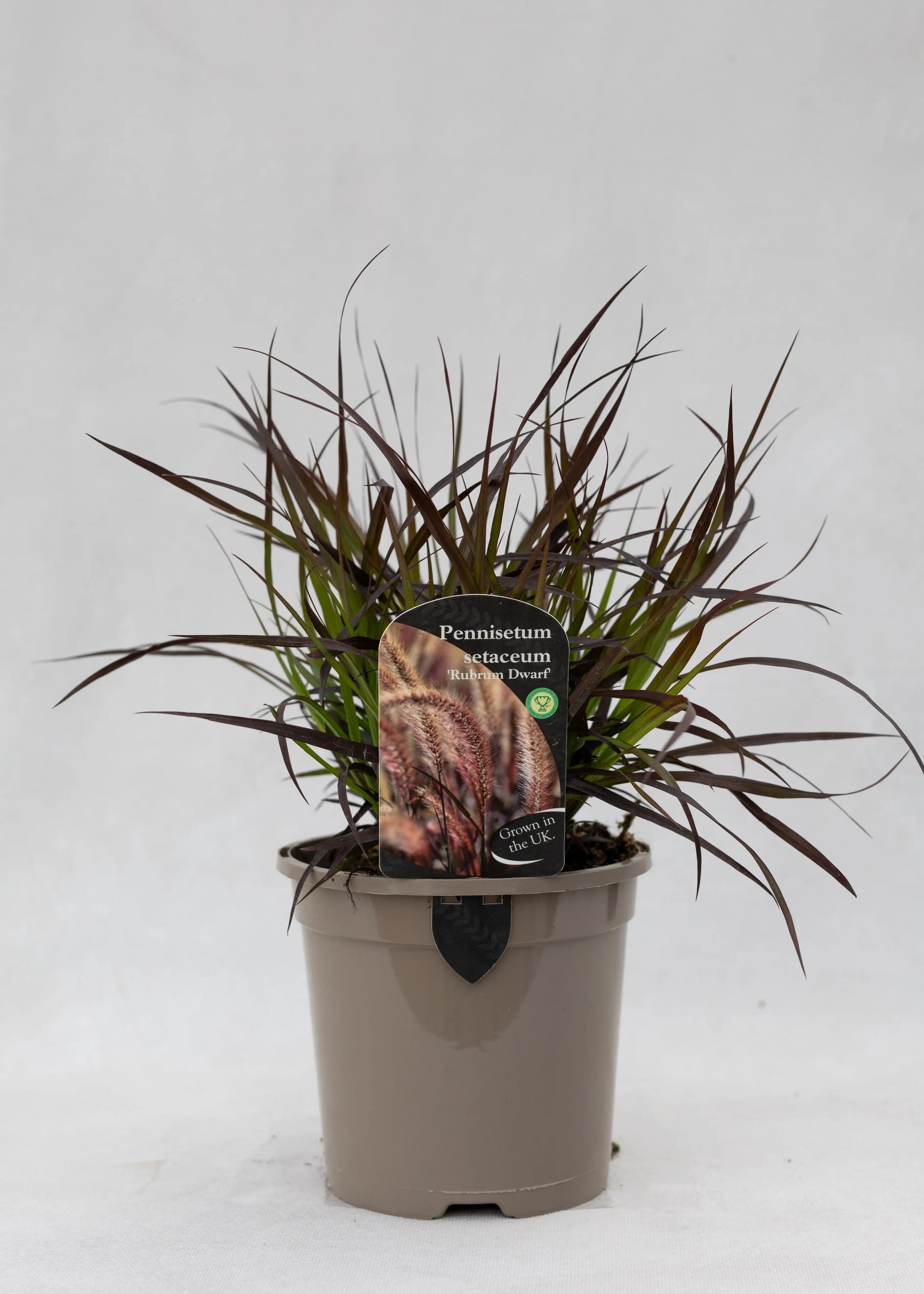 Pennisetum 'Rubrum'