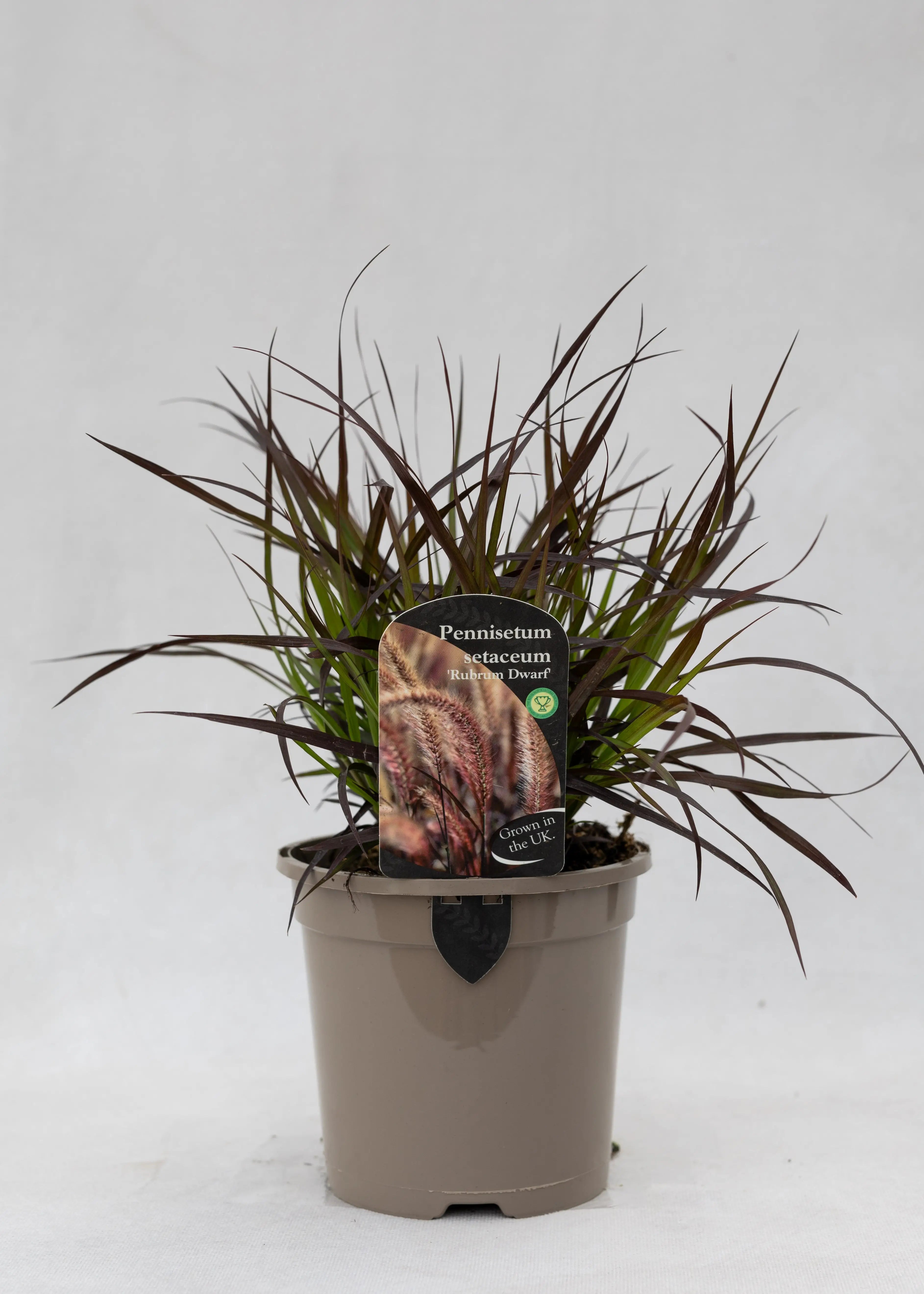 Pennisetum 'Rubrum'