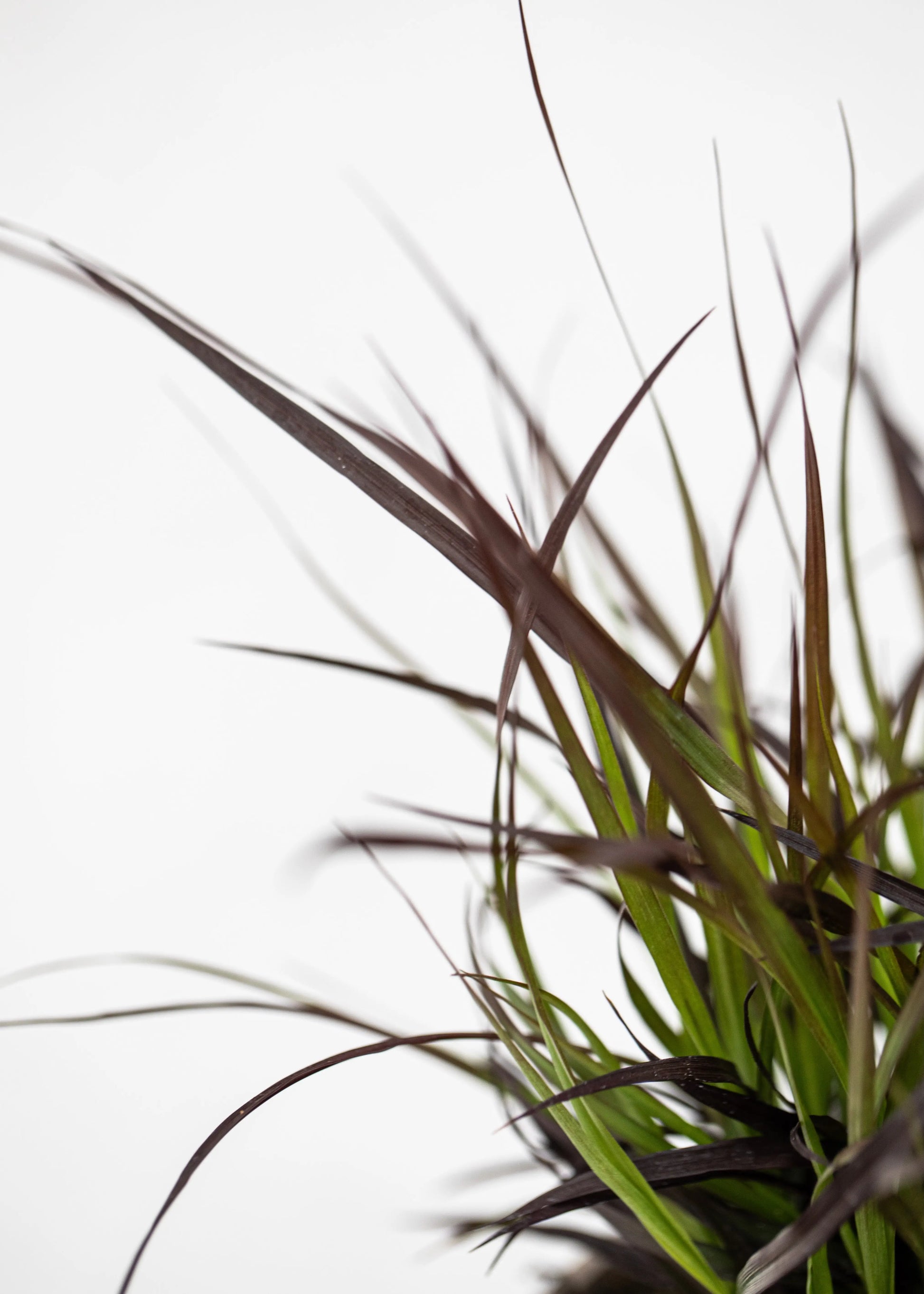 Pennisetum 'Rubrum'