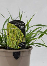 Eragrostis spectabilis