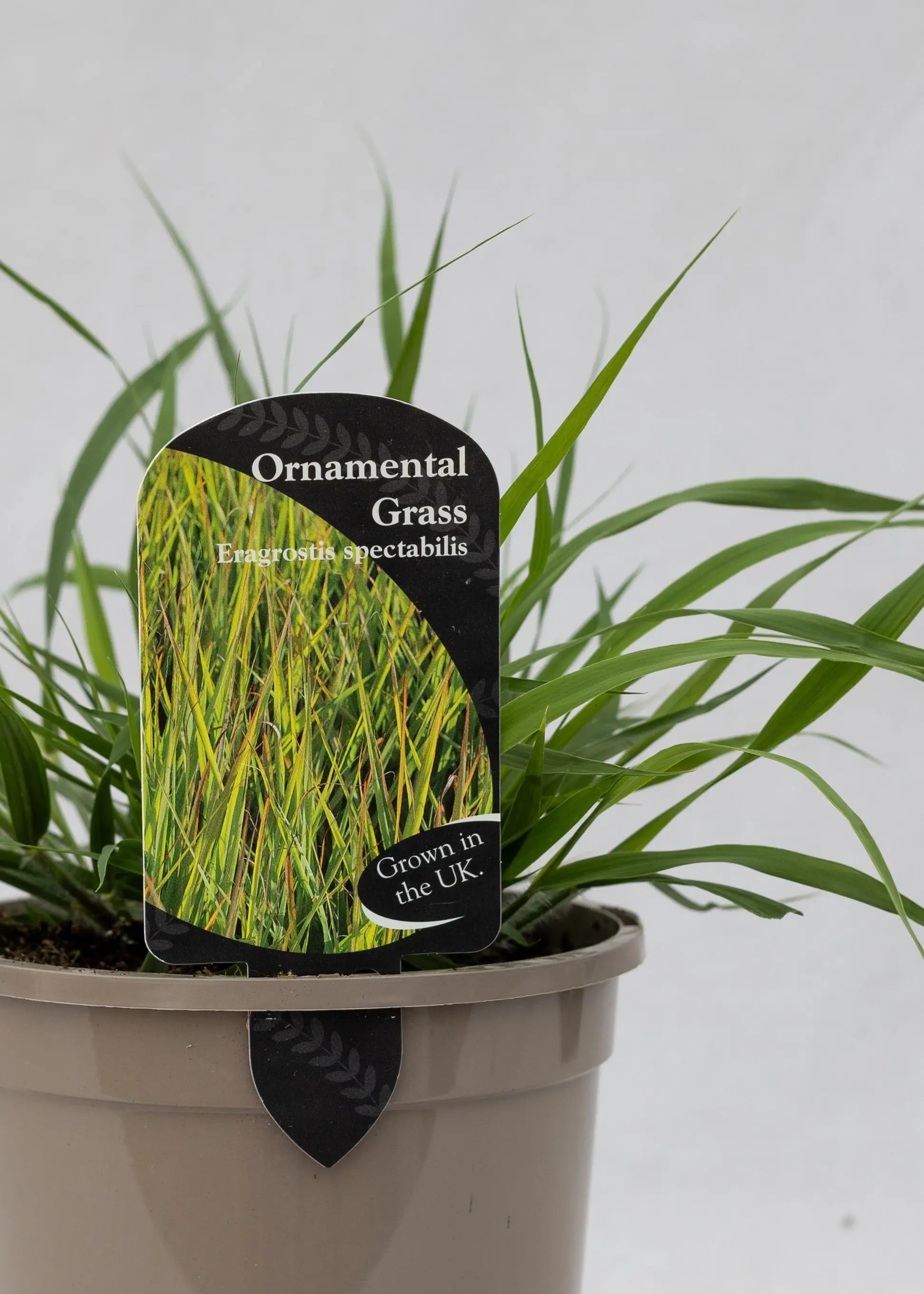 Eragrostis spectabilis