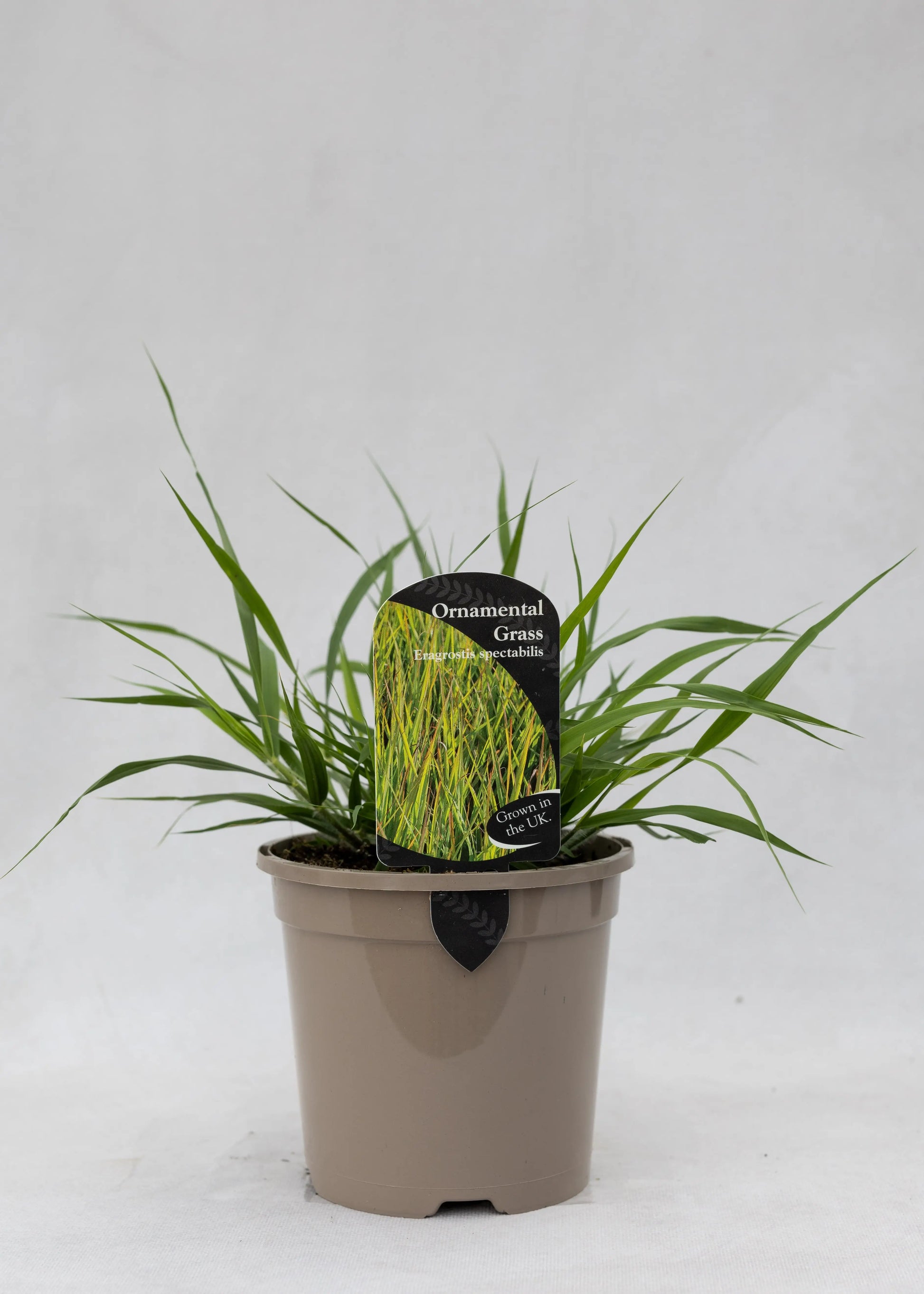 Eragrostis spectabilis