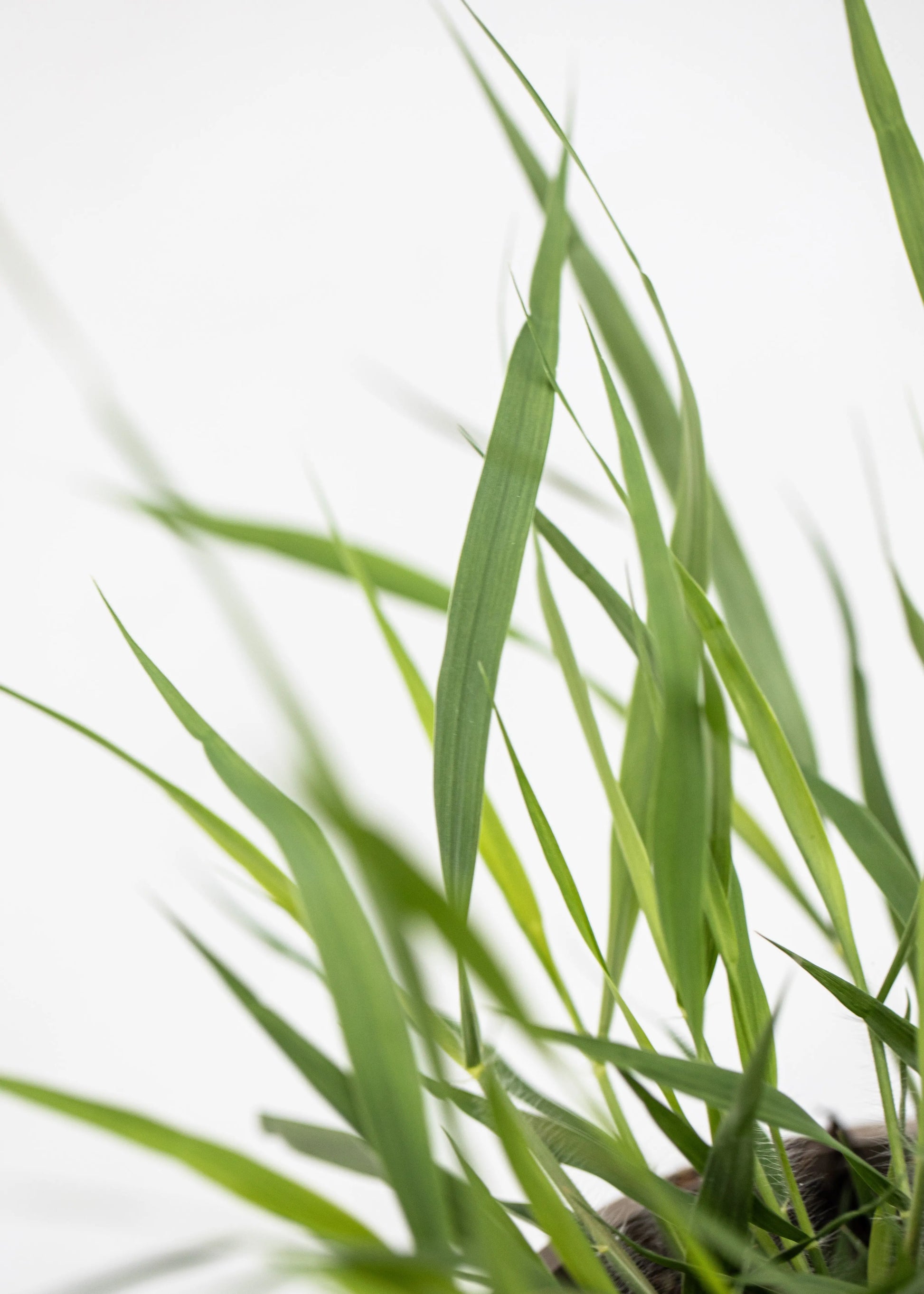 Eragrostis spectabilis