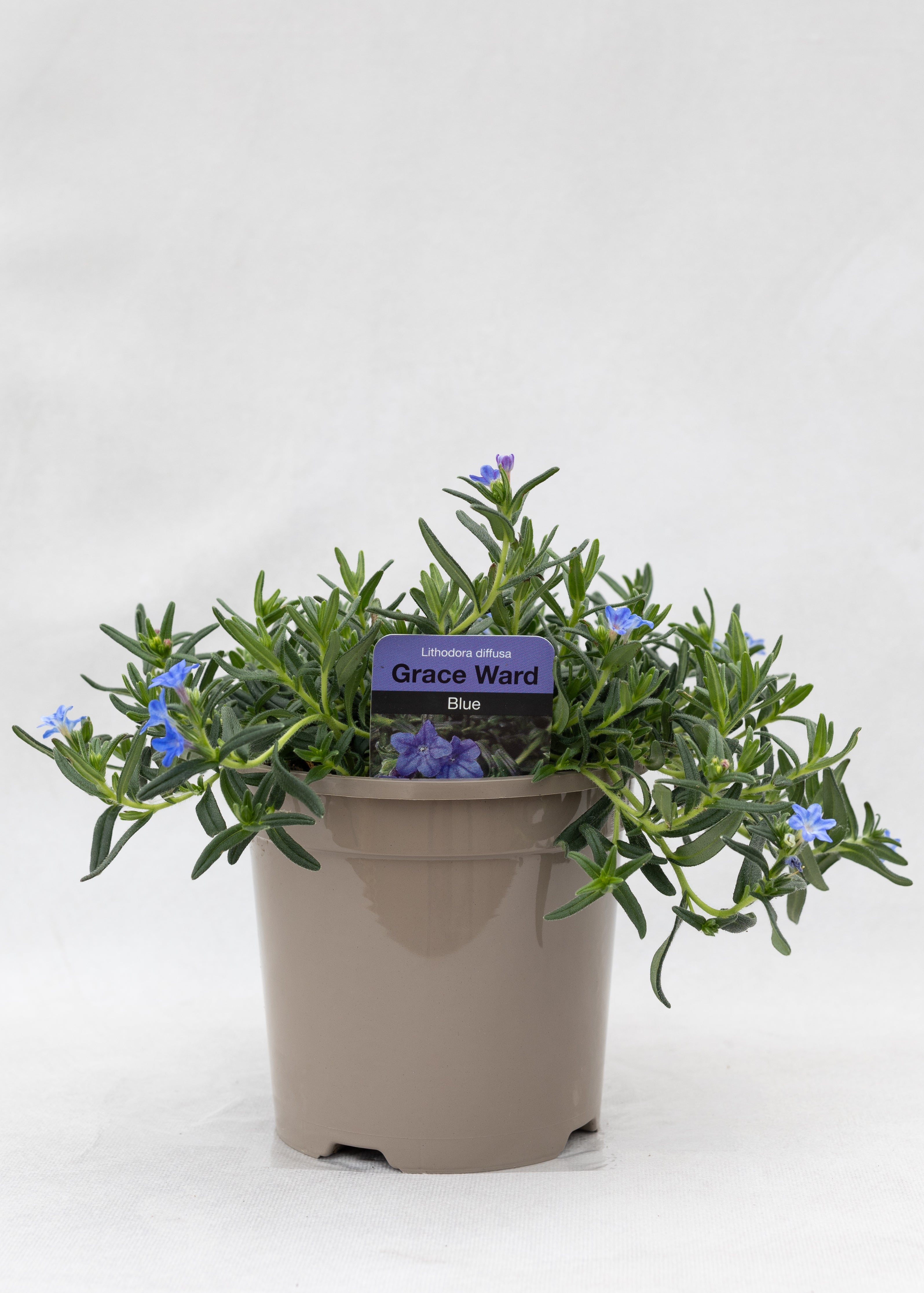 Lithodora 'Grace Ward'