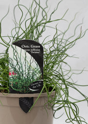 Juncus effusus 'Spiralis'