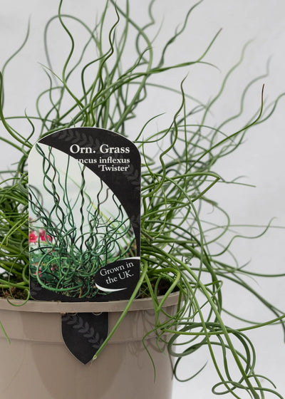 Juncus effusus 'Spiralis'