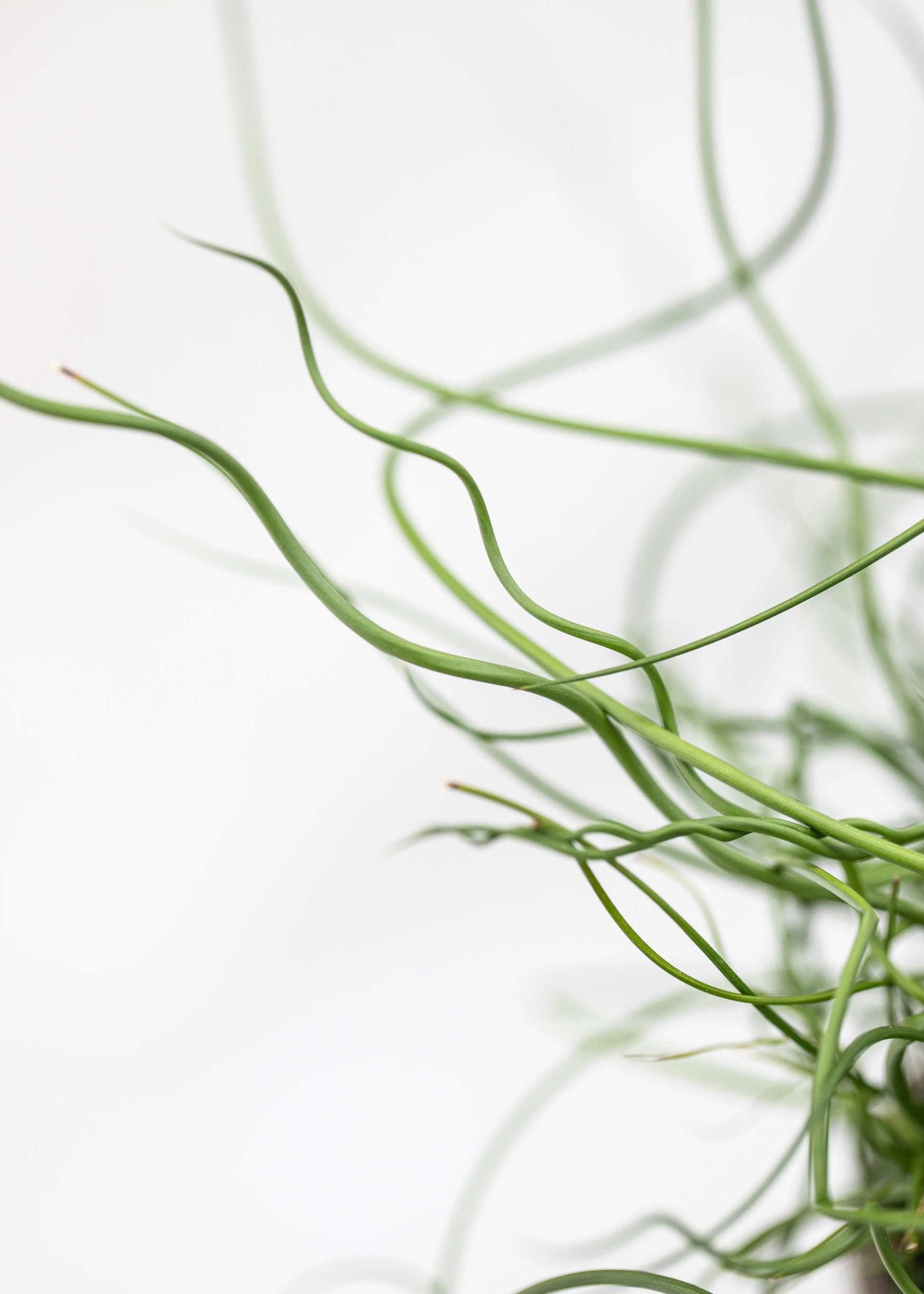 Juncus effusus 'Spiralis'