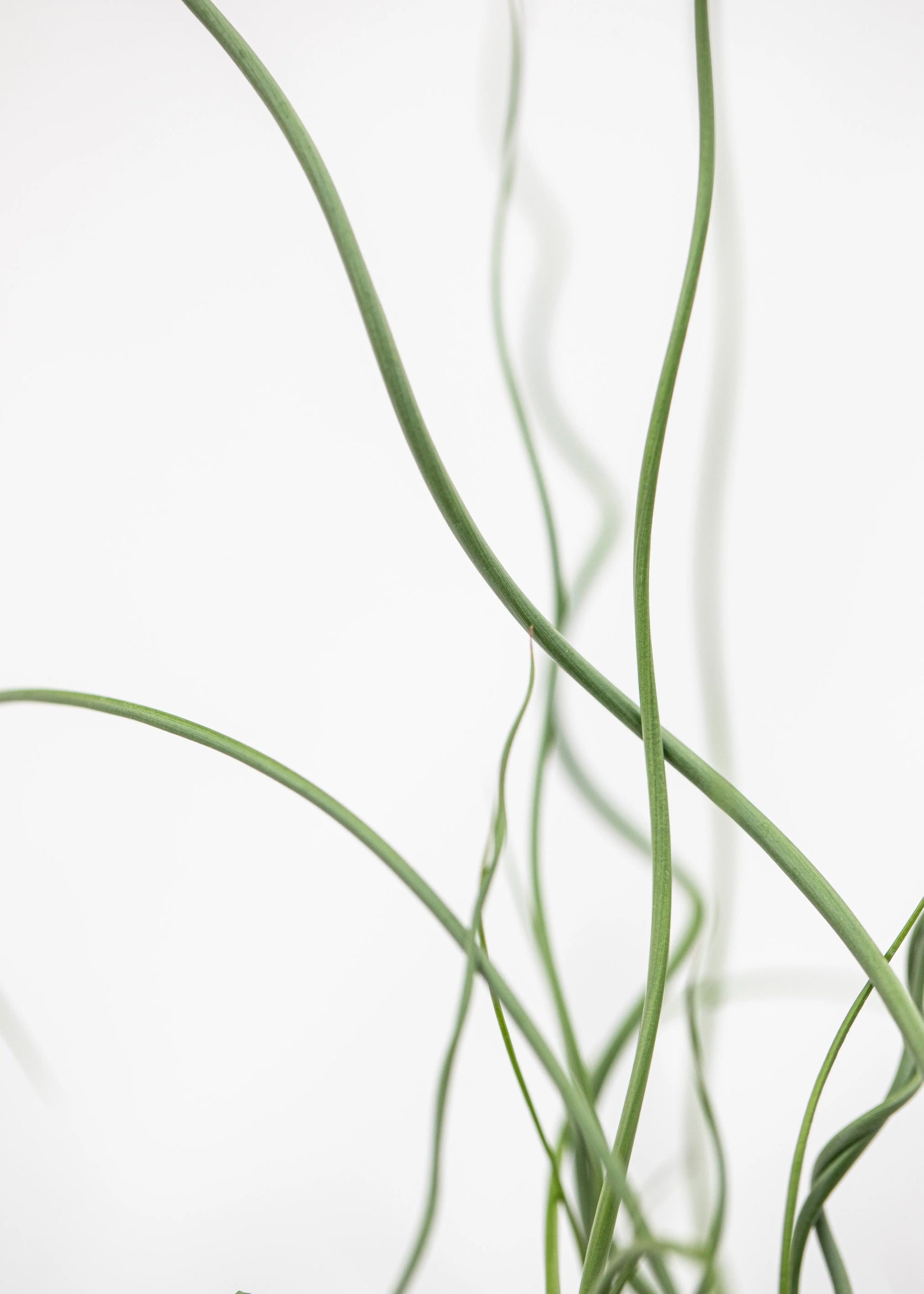 Juncus effusus 'Spiralis'