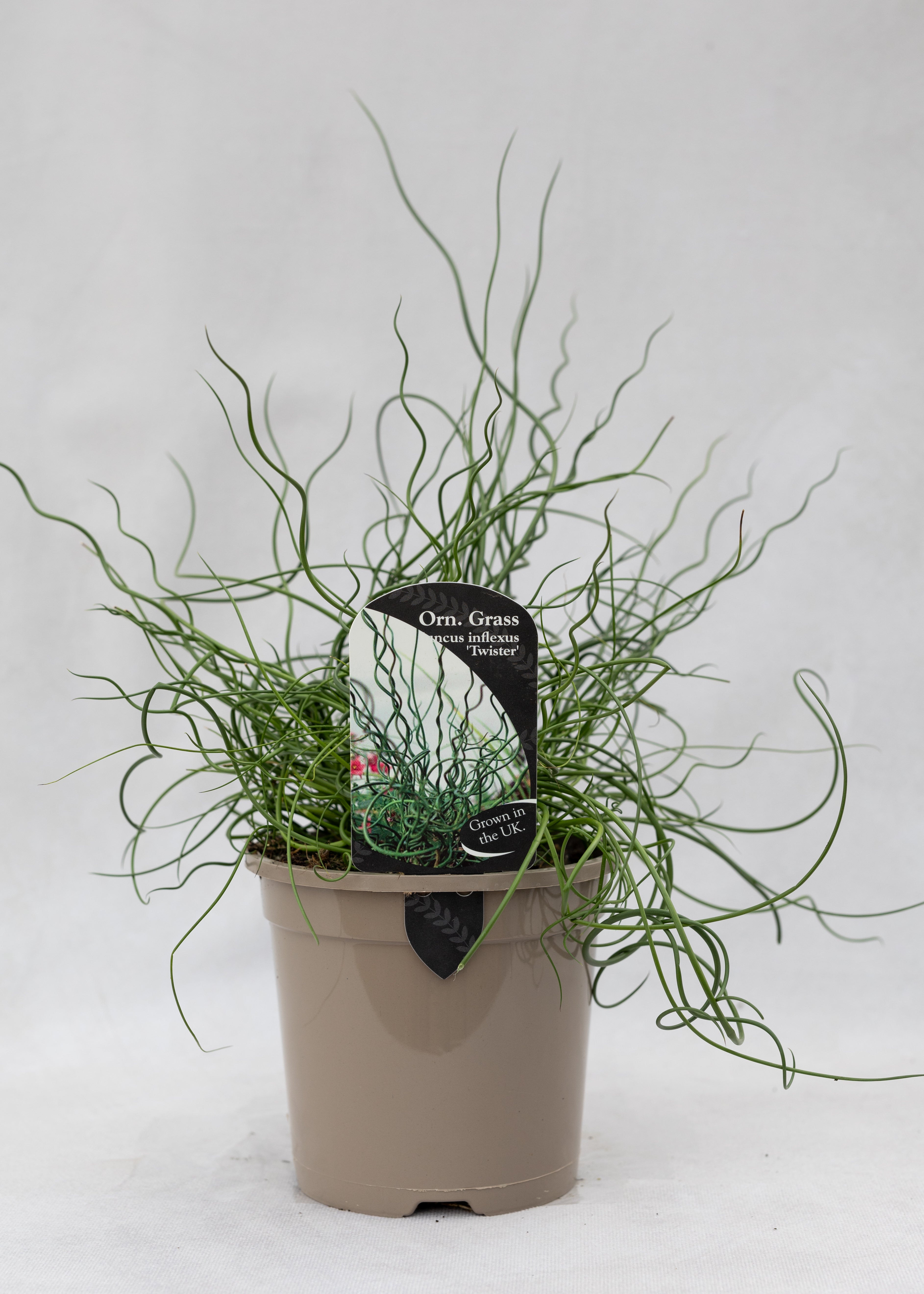 Juncus effusus 'Spiralis'