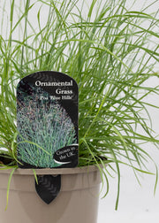 Poa glauca 'Blue Hills'