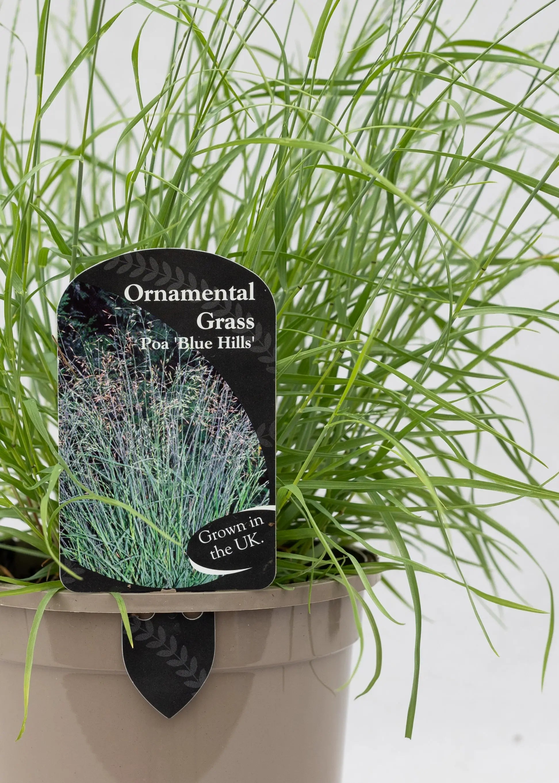 Poa glauca 'Blue Hills'