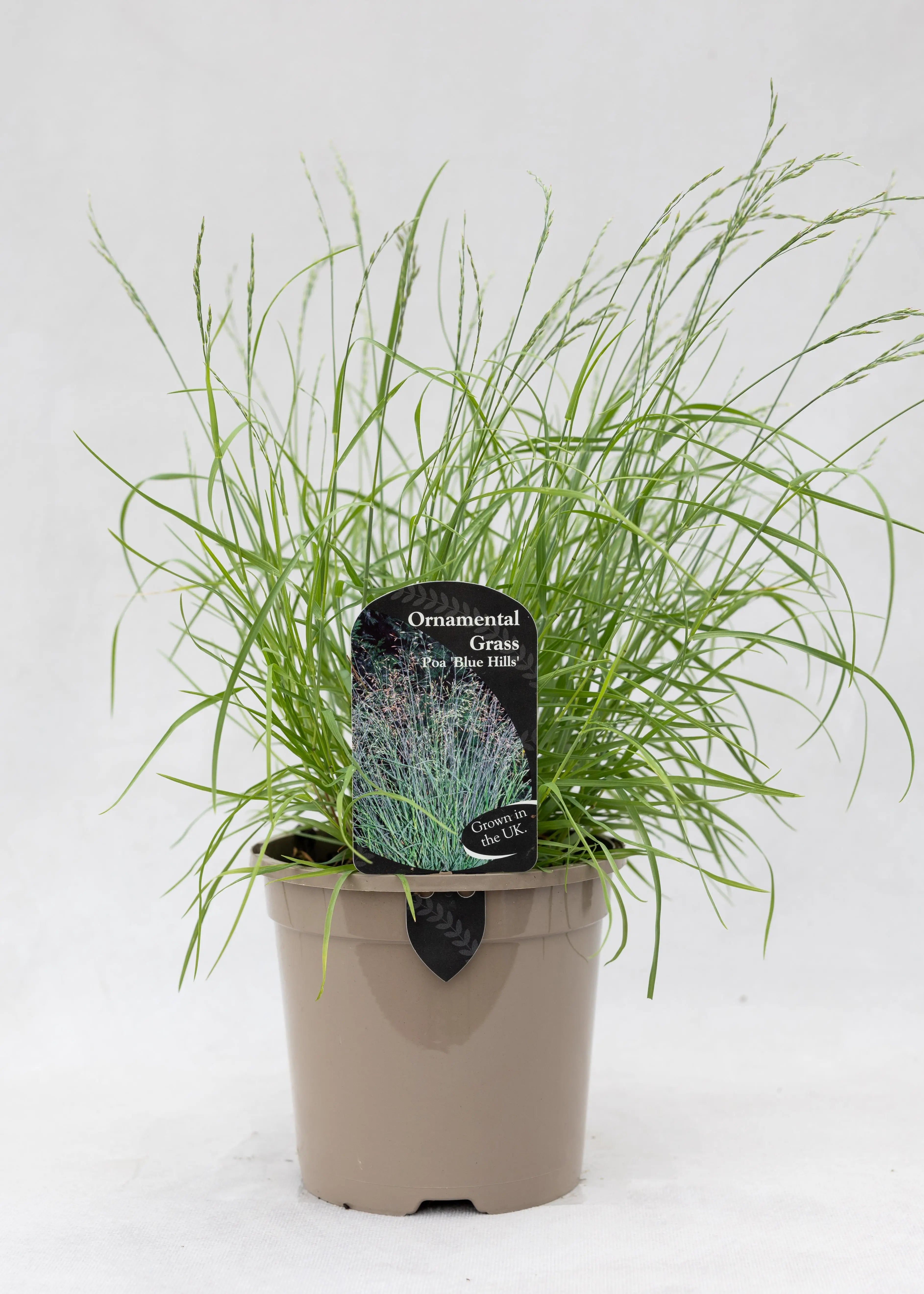 Poa glauca 'Blue Hills'