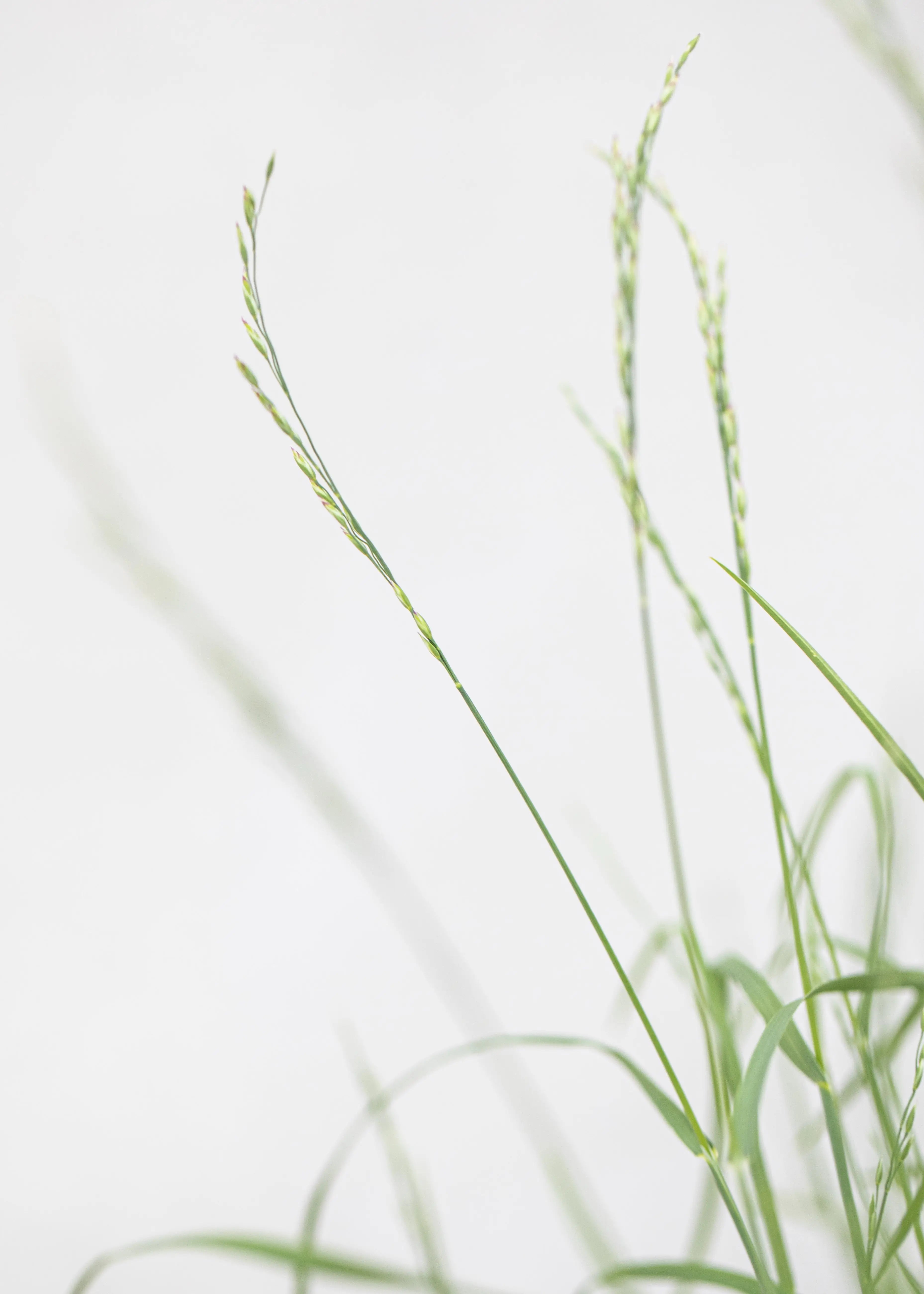 Poa glauca 'Blue Hills'