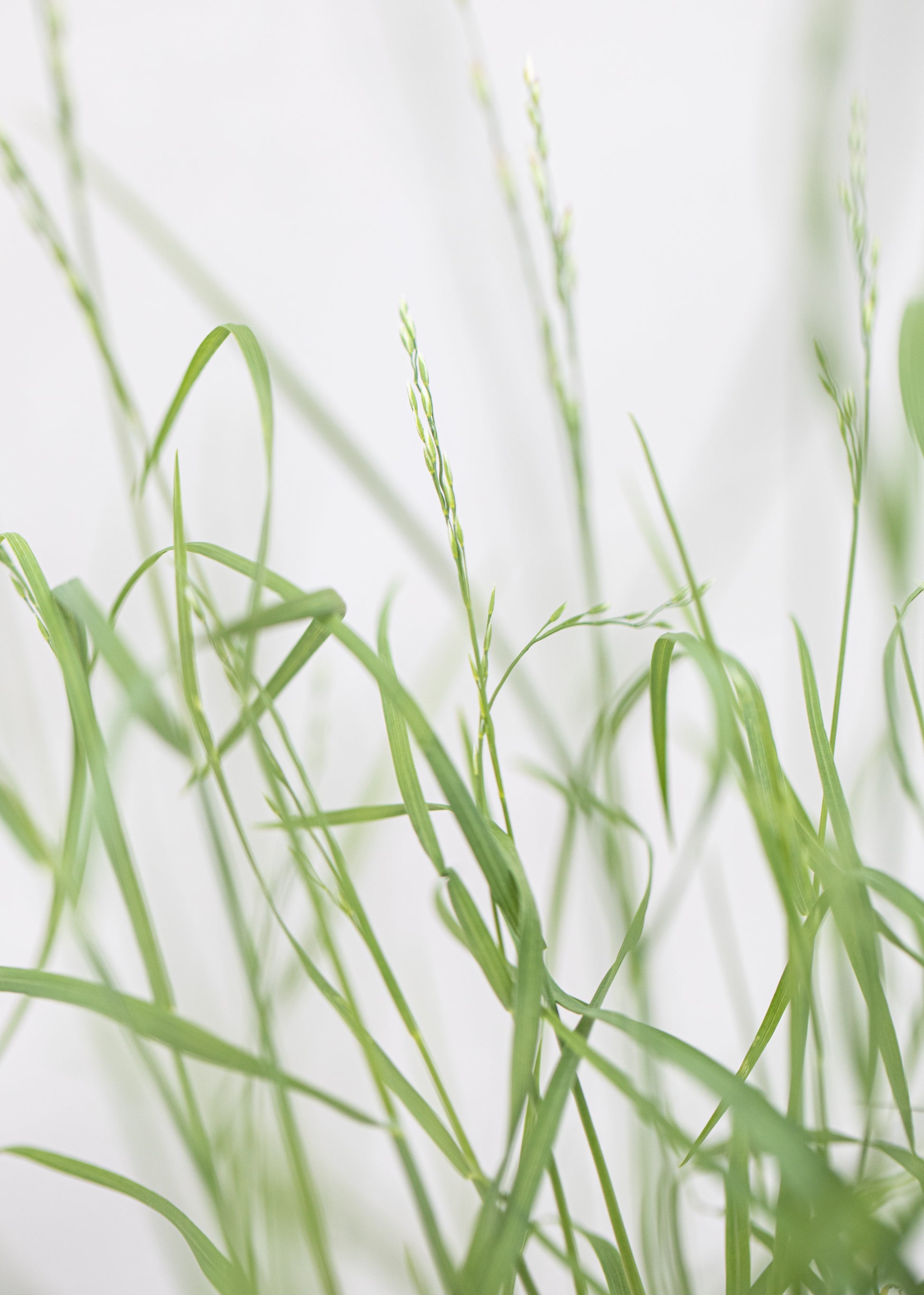 Poa glauca 'Blue Hills'