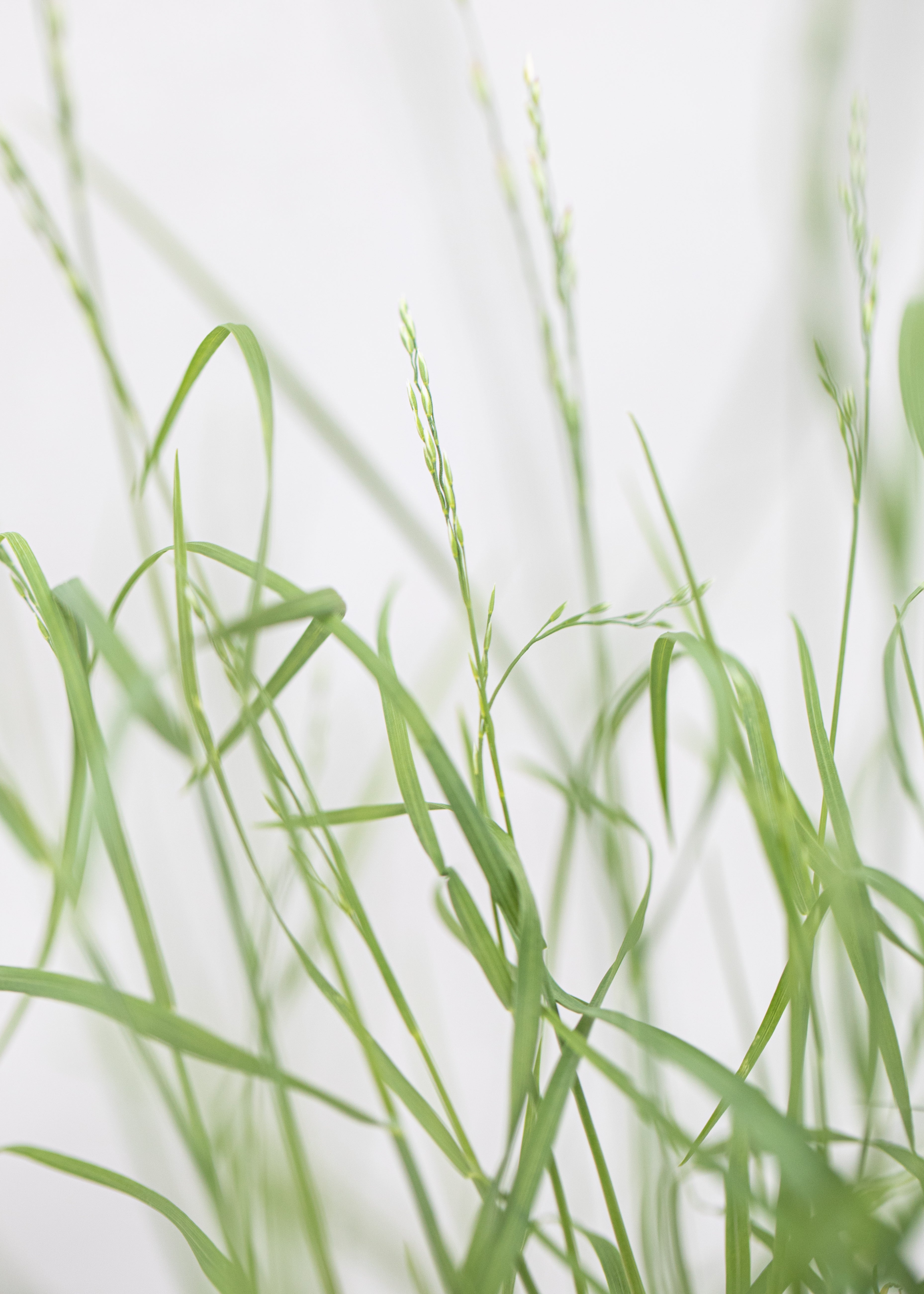 Poa glauca 'Blue Hills'