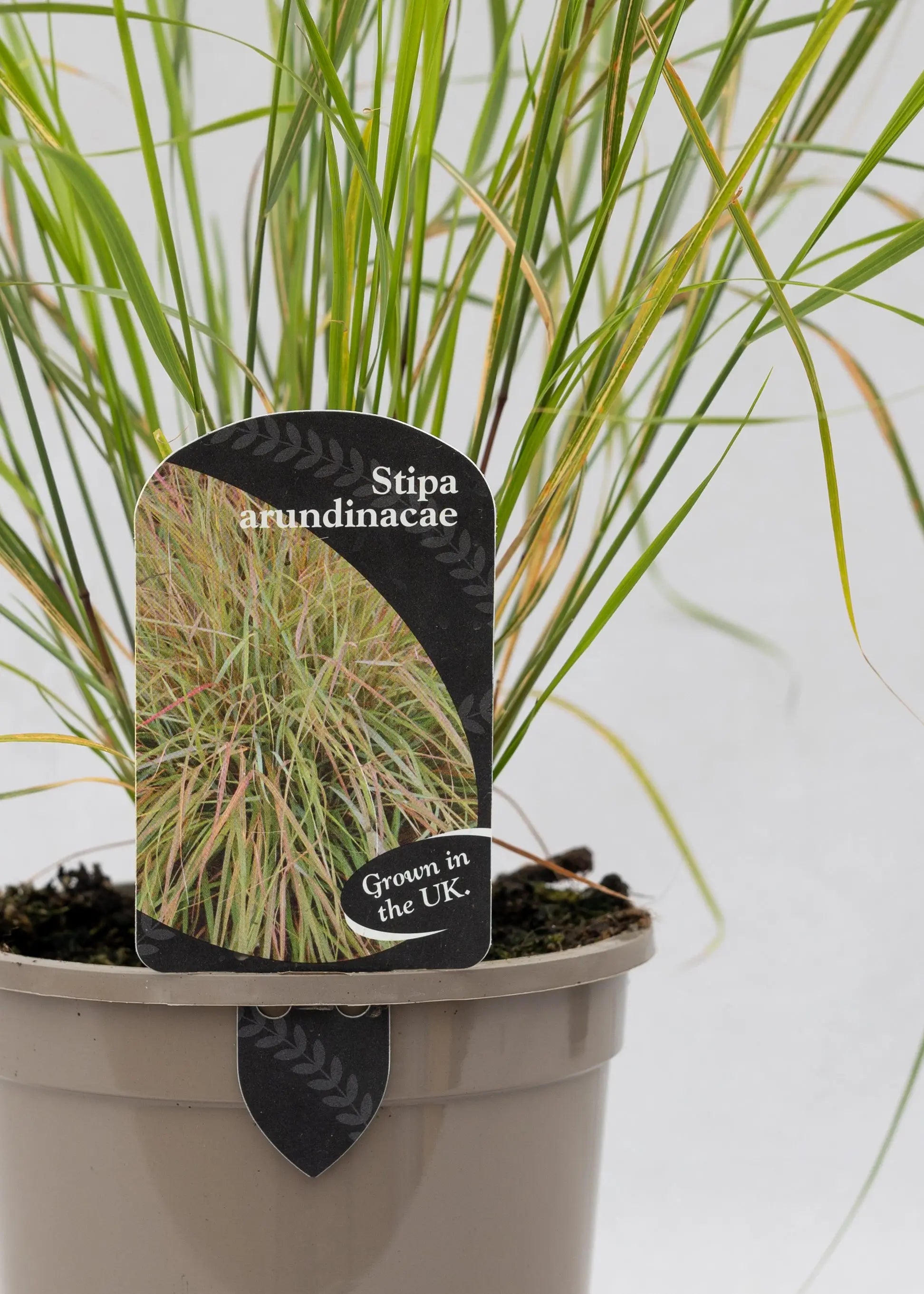 Stipa arundinacea
