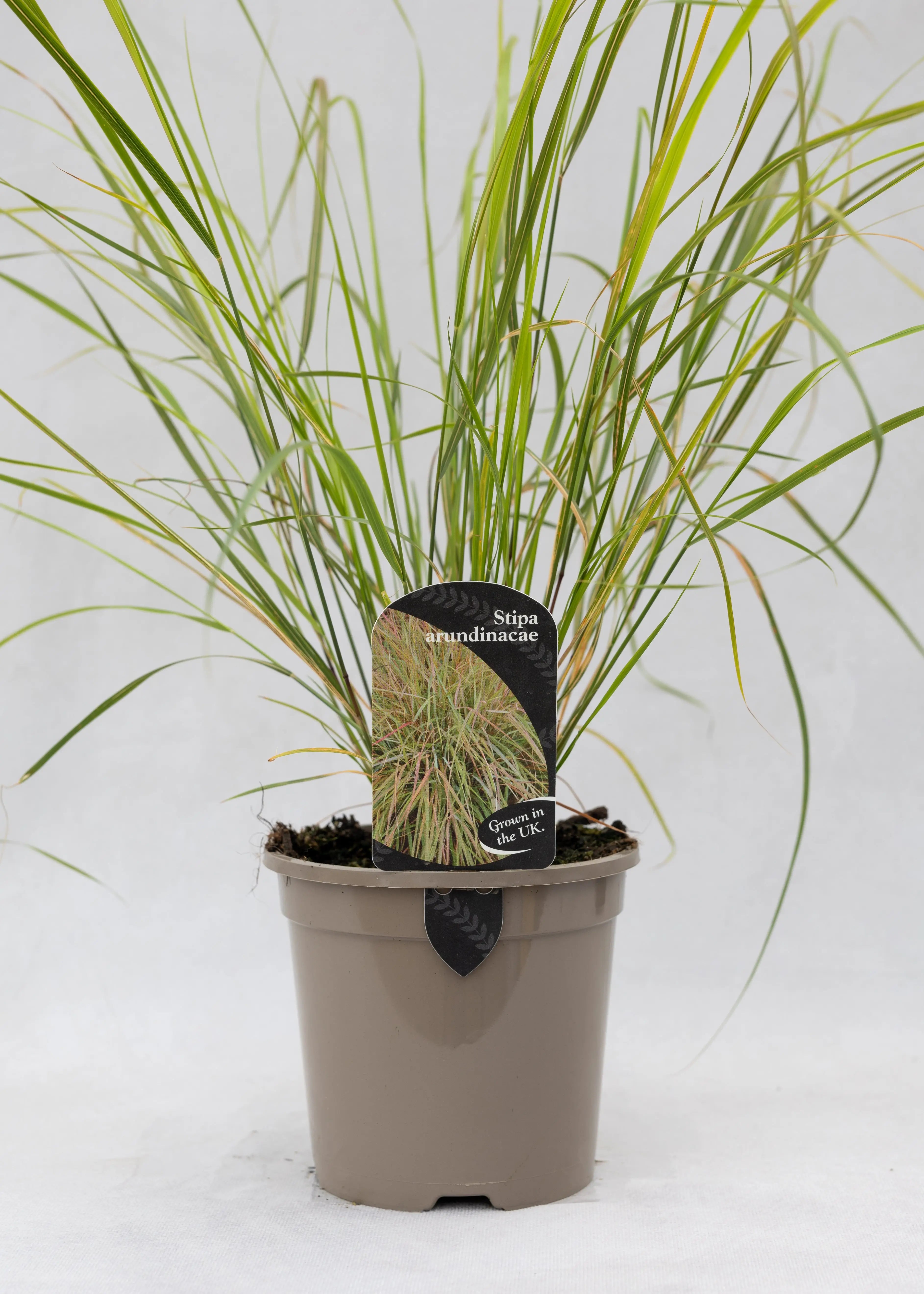 Stipa arundinacea