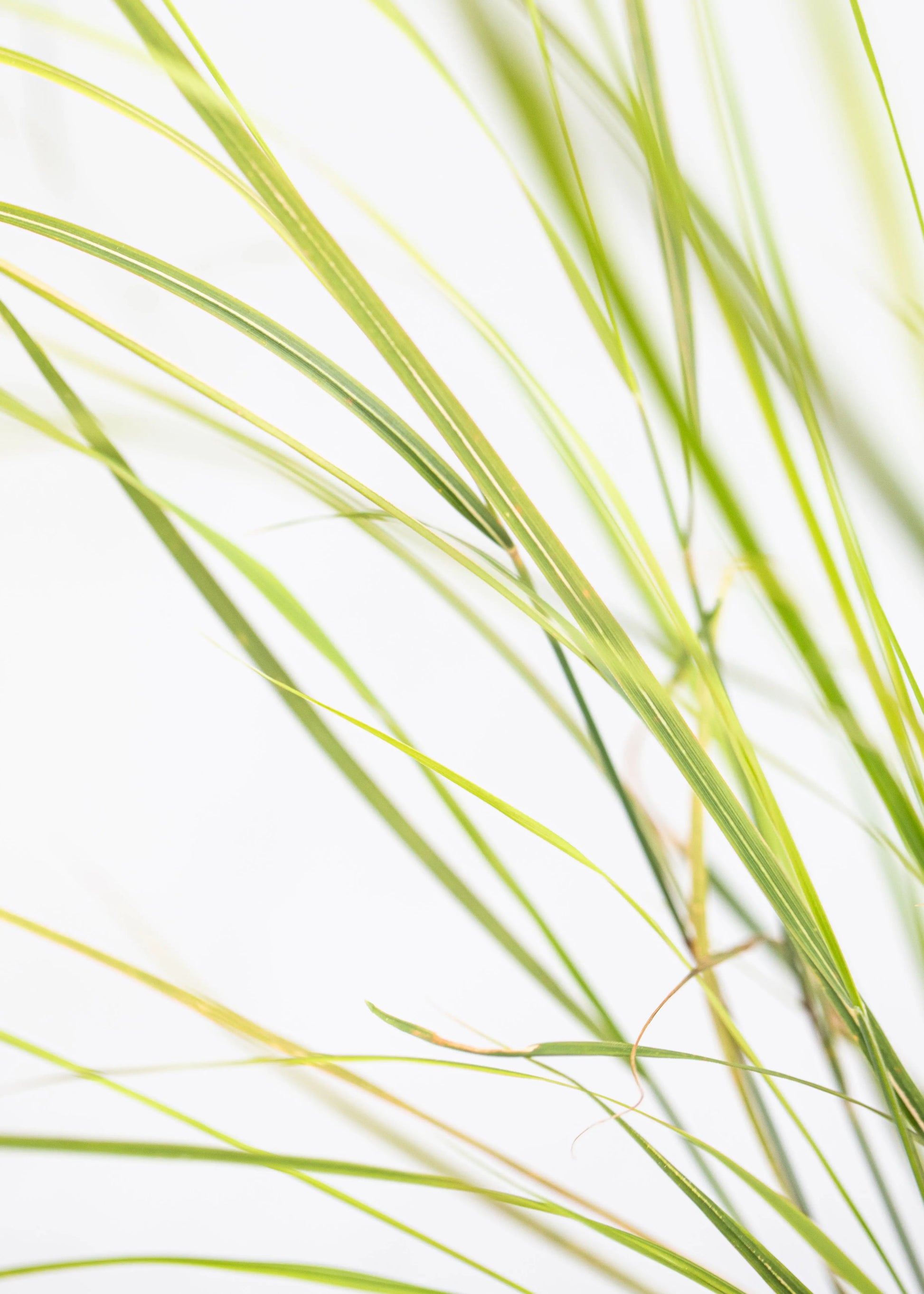 Stipa arundinacea