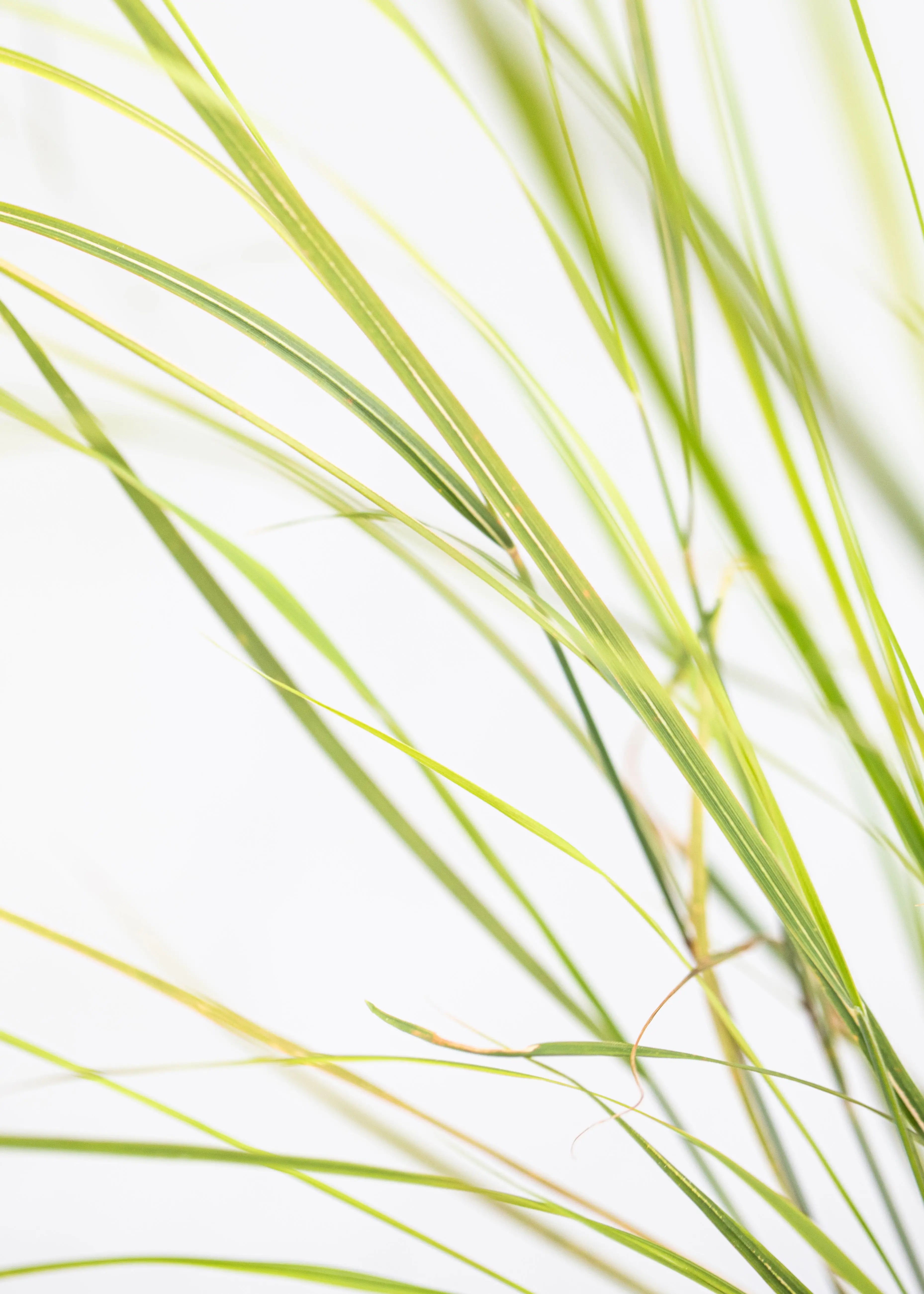 Stipa arundinacea