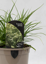 Luzula nivea