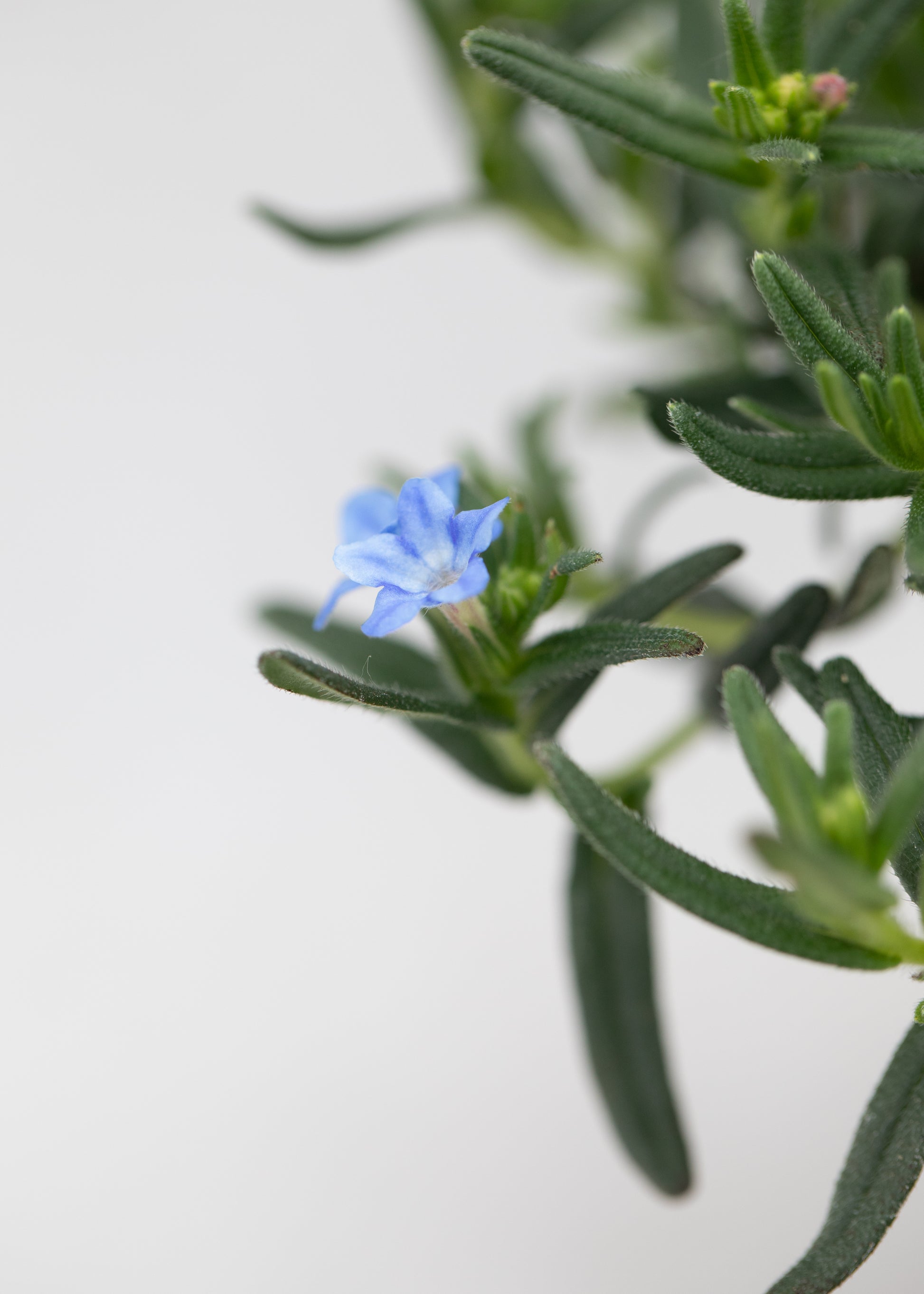 Lithodora 'Grace Ward'