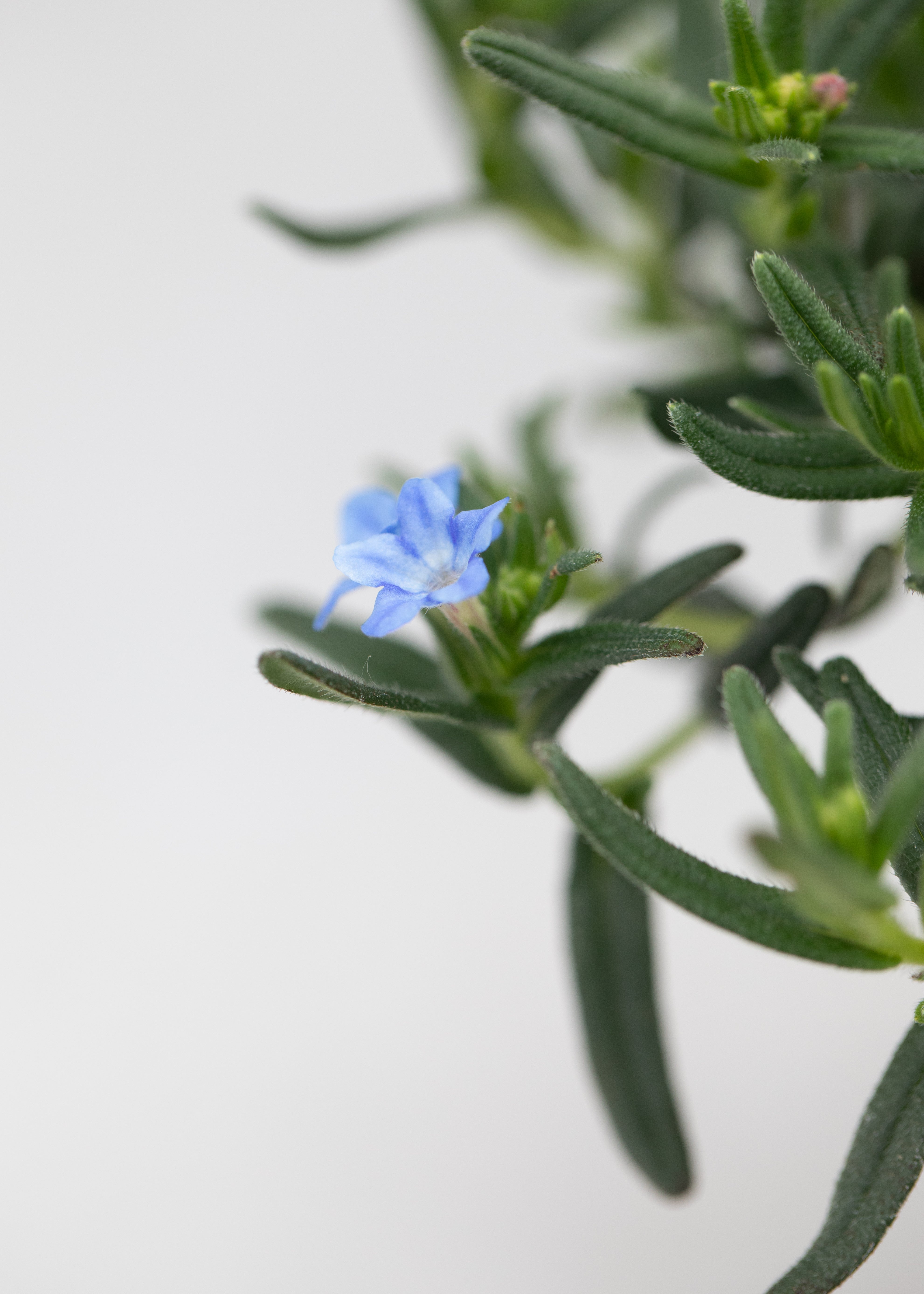 Lithodora 'Grace Ward'
