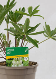 Lupinus 'White'
