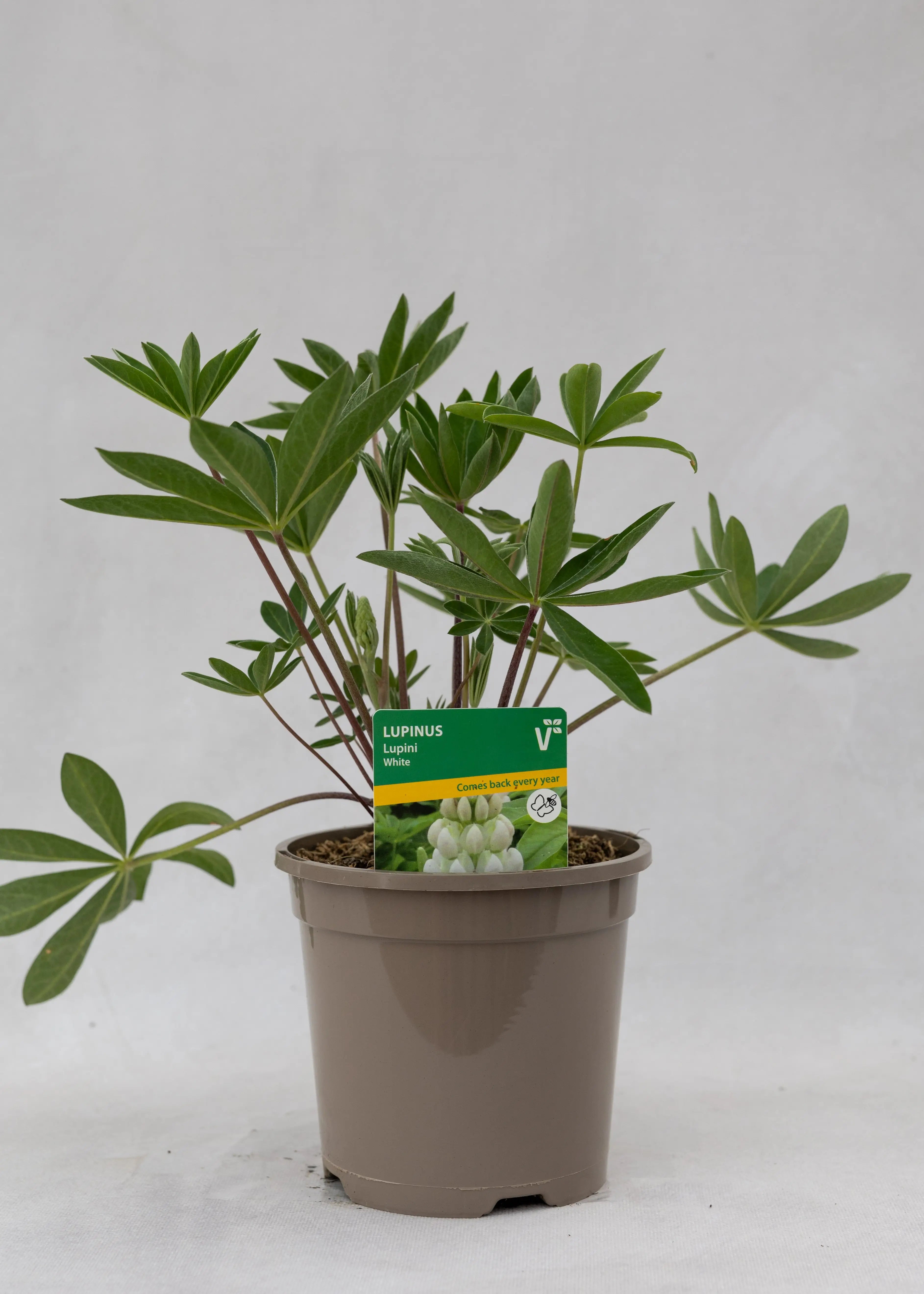 Lupinus 'White'