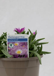 Delosperma sutherlandii