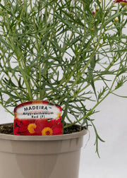 Argyranthemum 'Madeira Red'