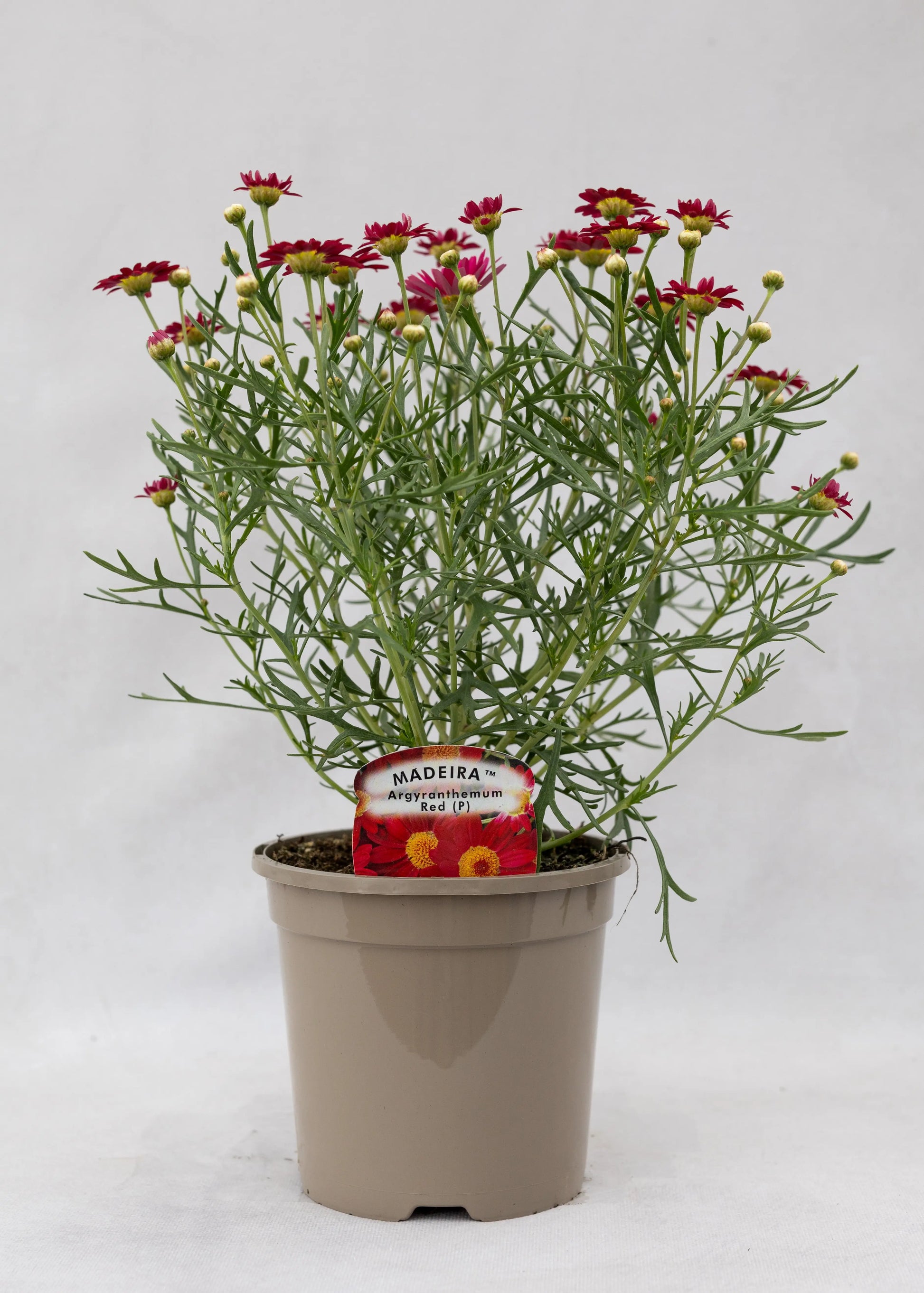 Argyranthemum 'Madeira Red'