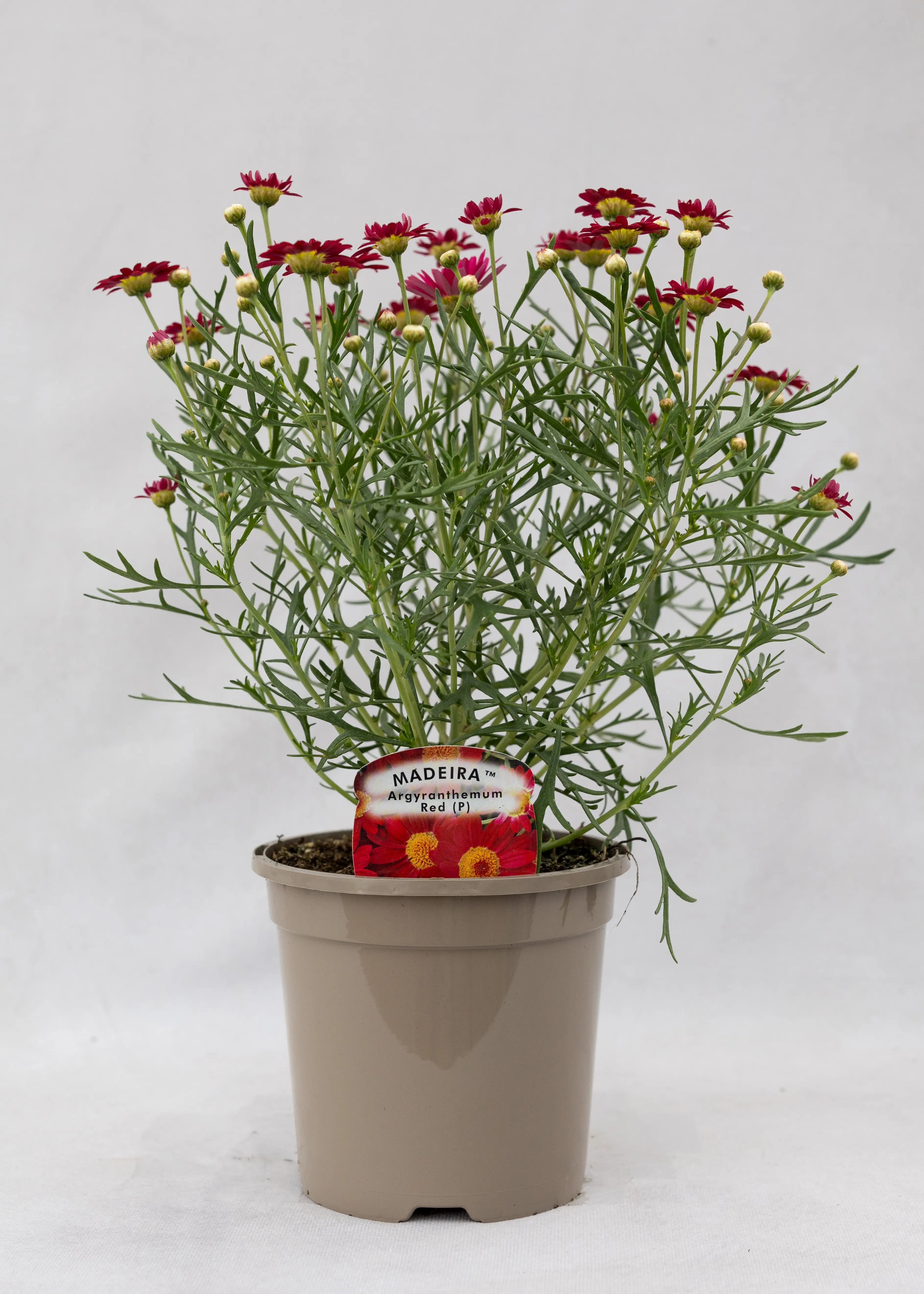 Argyranthemum 'Madeira Red'