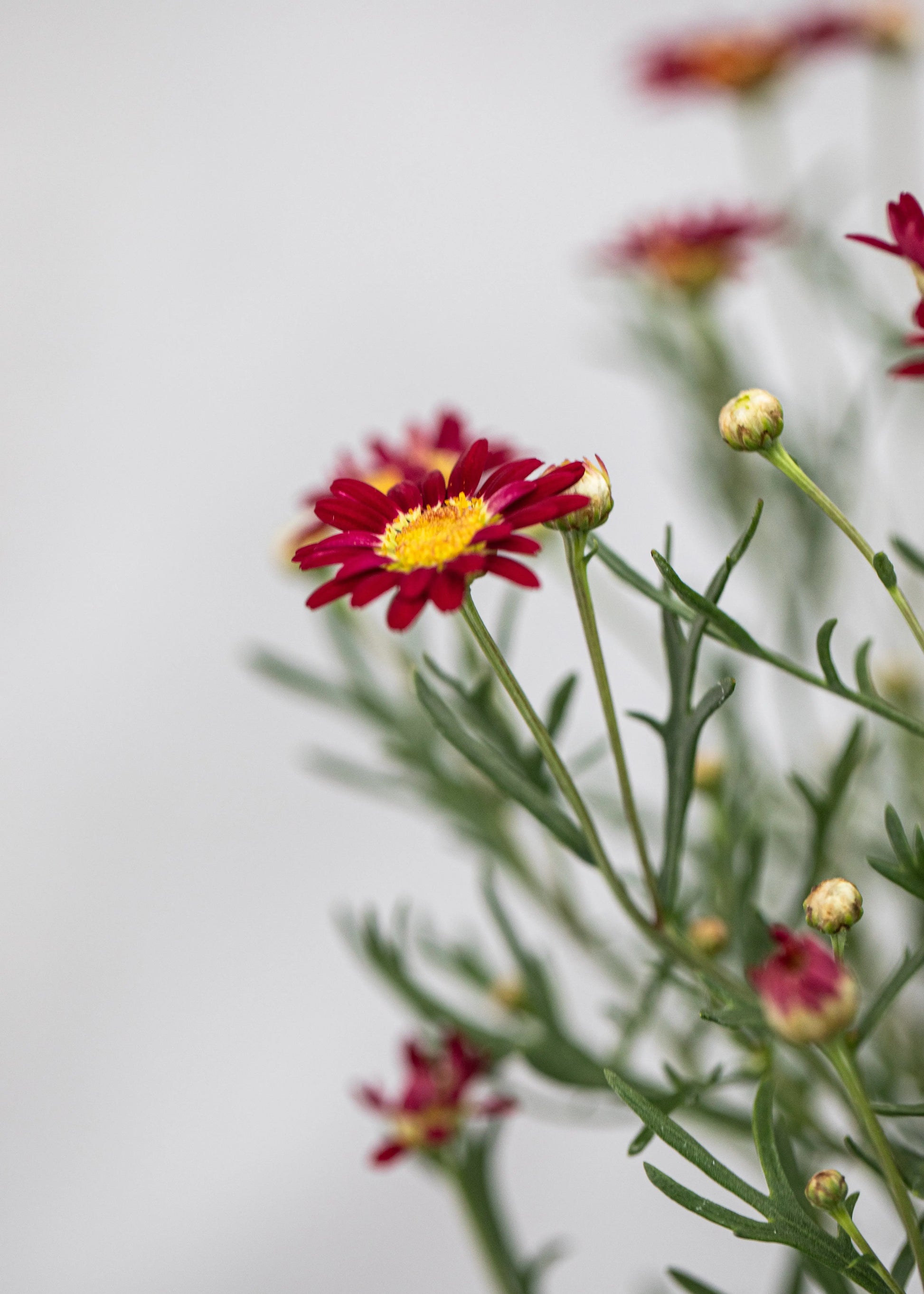 Argyranthemum 'Madeira Red'