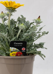 Gazania 'Frosty Kiss Mix'