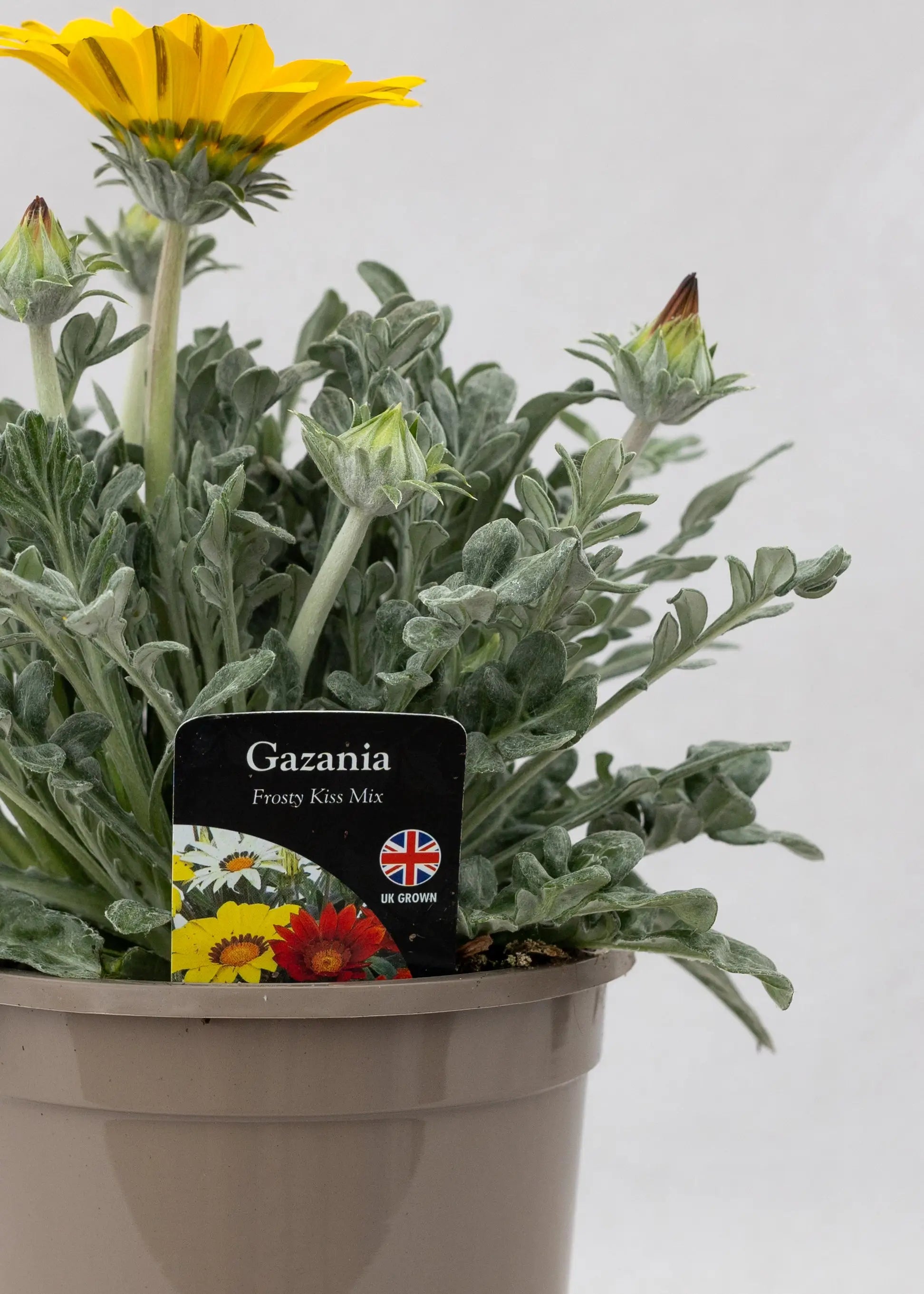Gazania 'Frosty Kiss Mix'