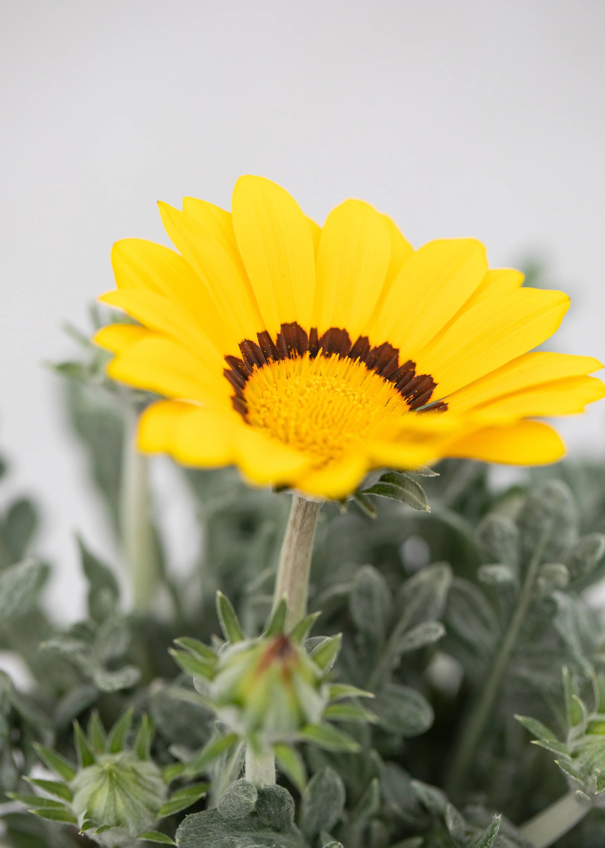 Gazania 'Frosty Kiss Mix'