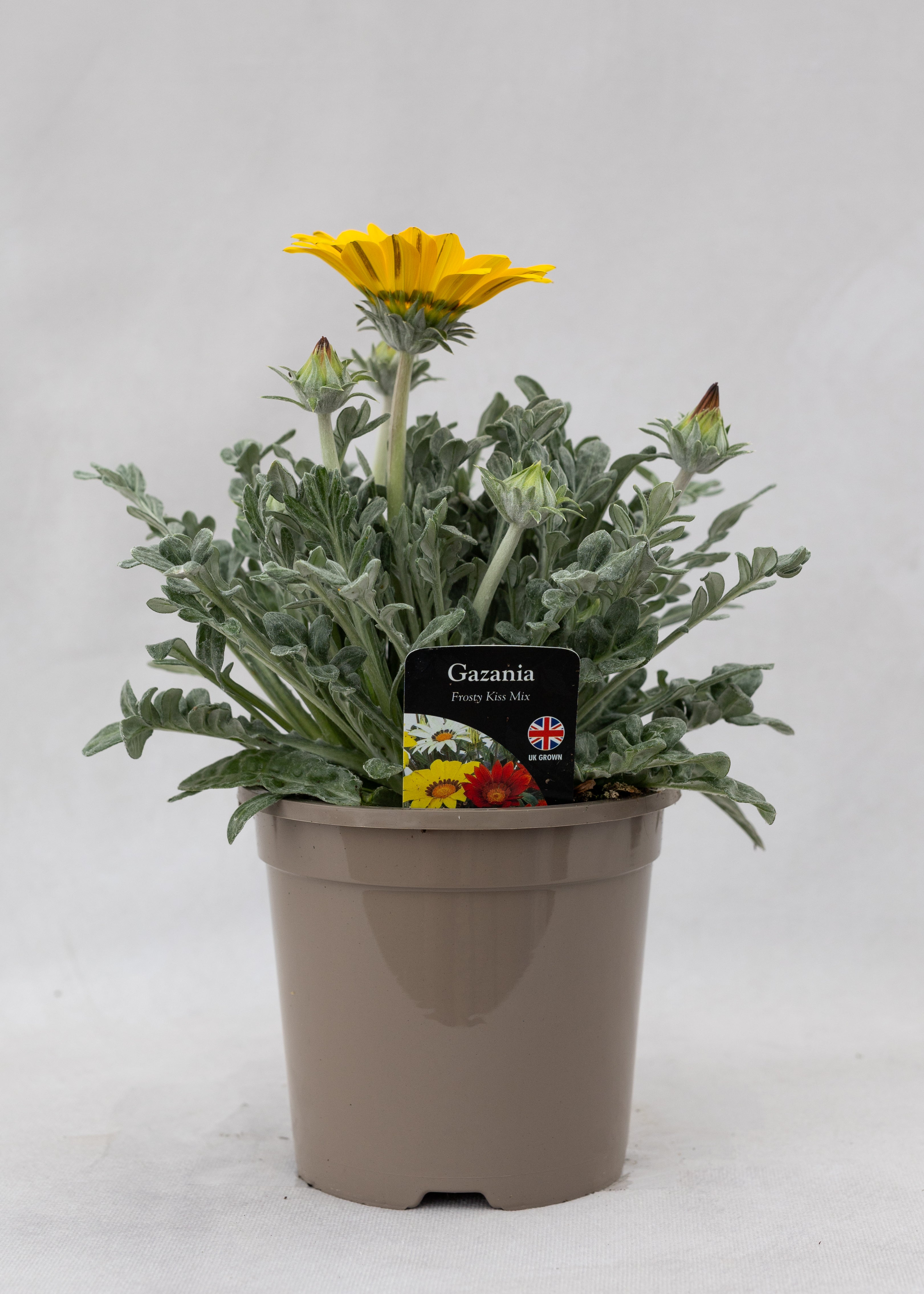 Gazania 'Frosty Kiss Mix'