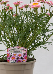 Argyranthemum 'Madeira Pink Halo'