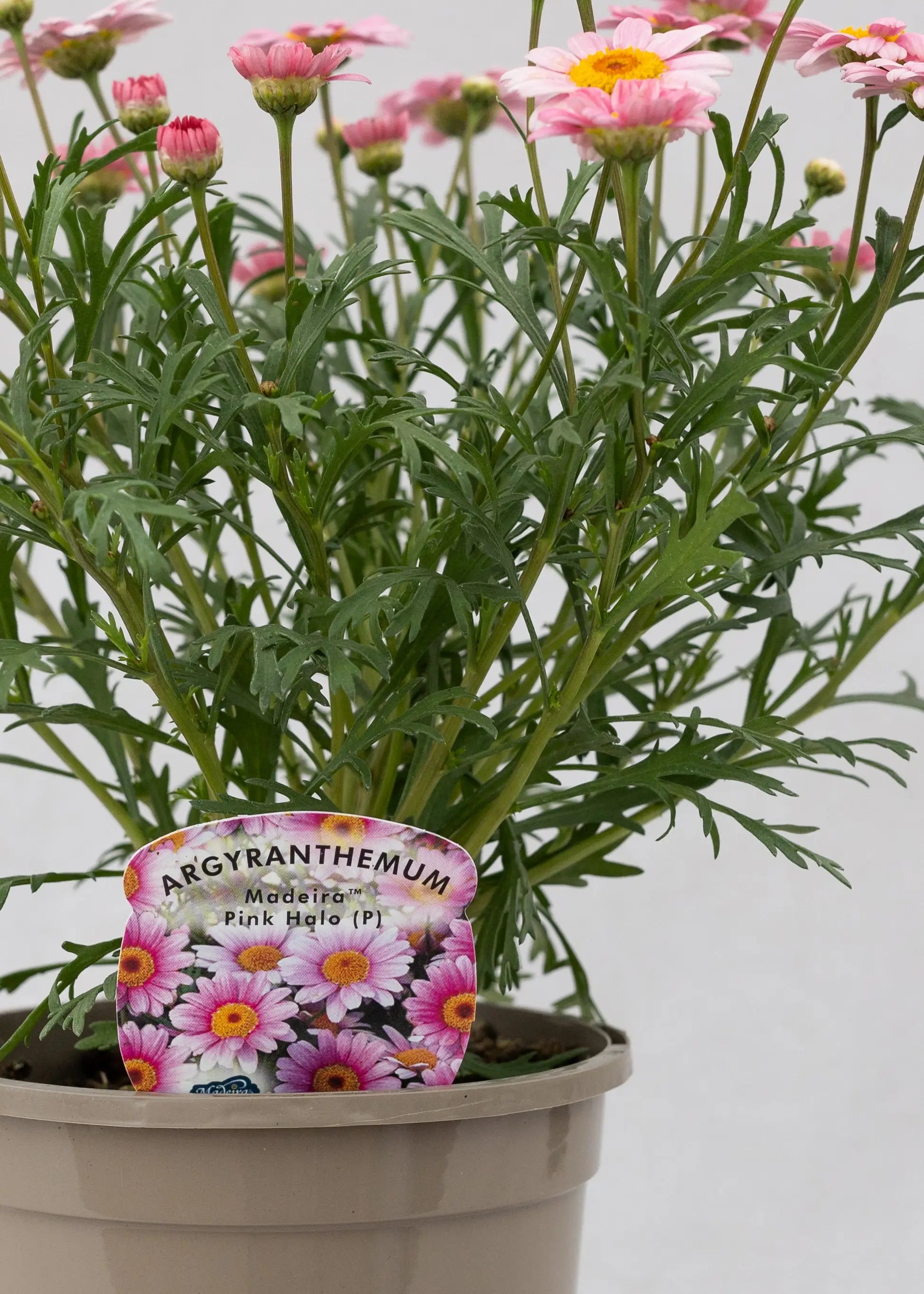 Argyranthemum 'Madeira Pink Halo'