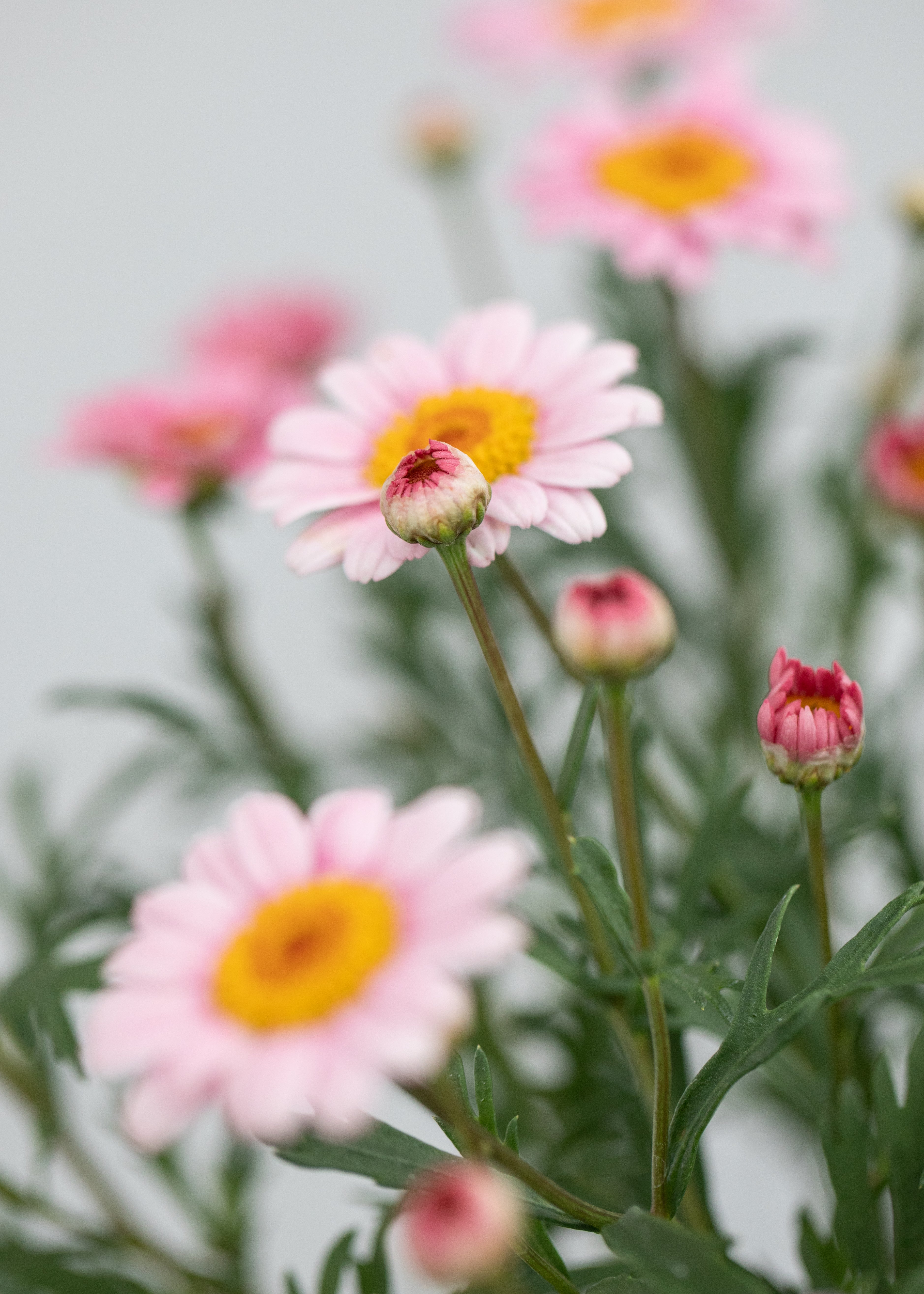 Argyranthemum 'Madeira Pink Halo'