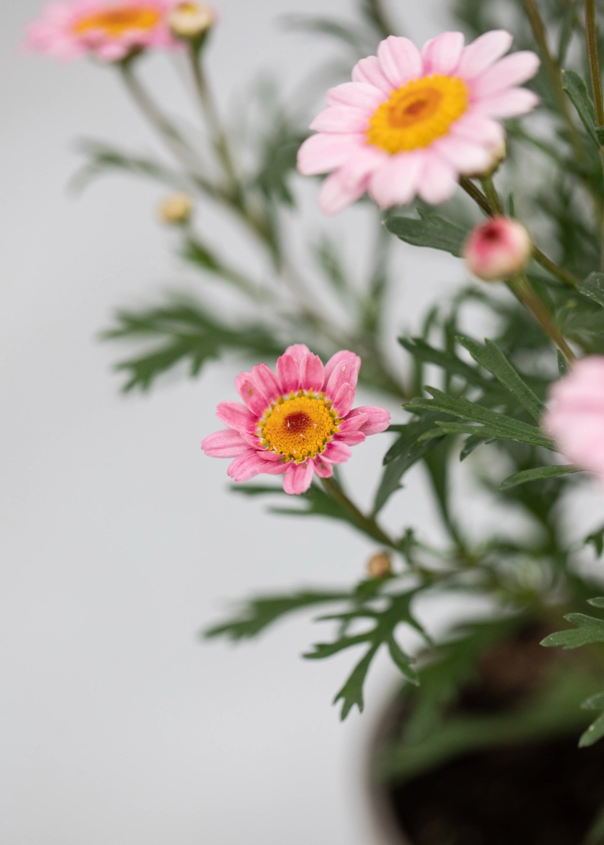 Argyranthemum 'Madeira Pink Halo'