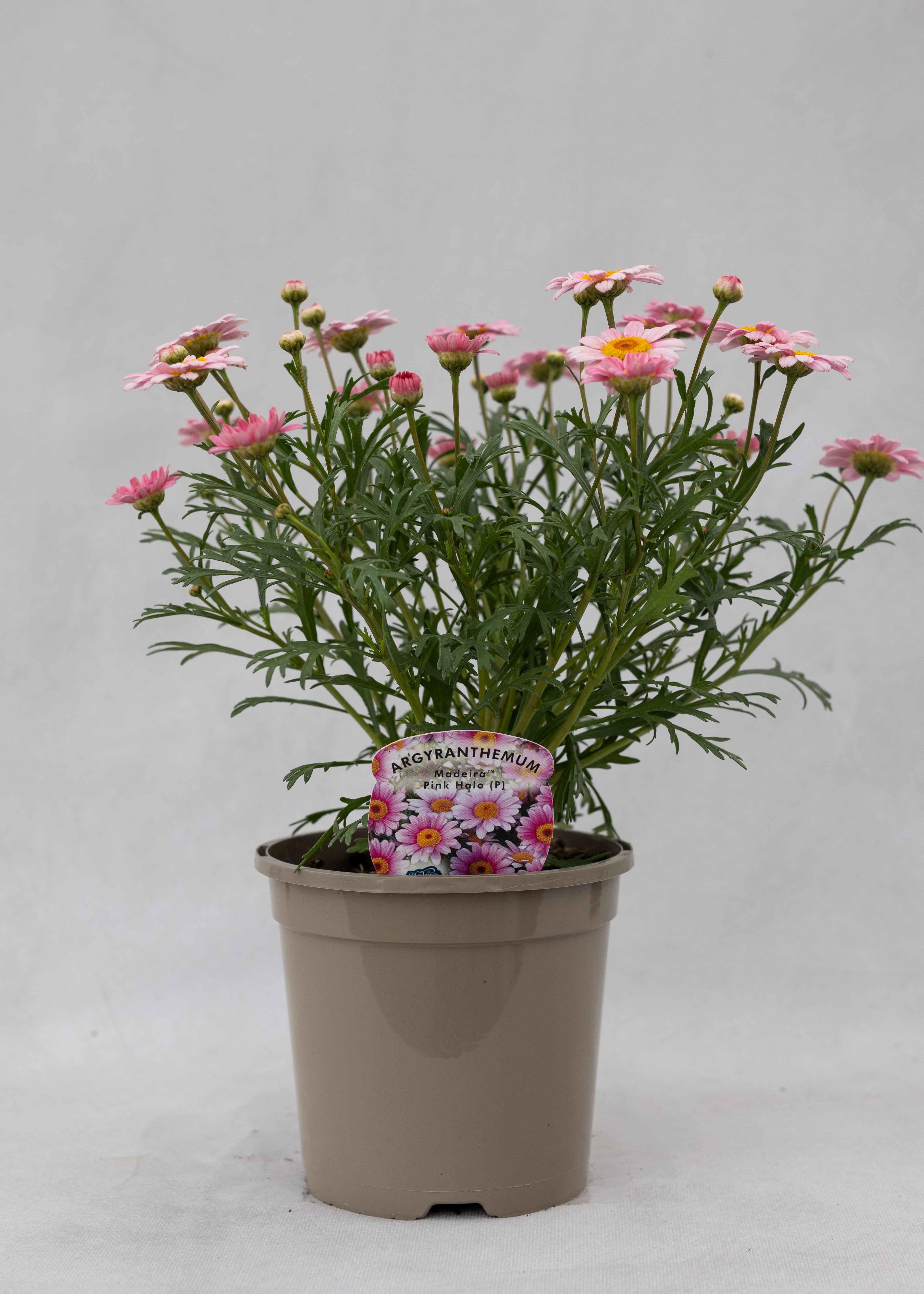 Argyranthemum 'Madeira Pink Halo'