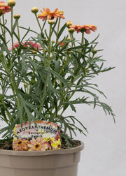 Argyranthemum 'Santorini Peach'