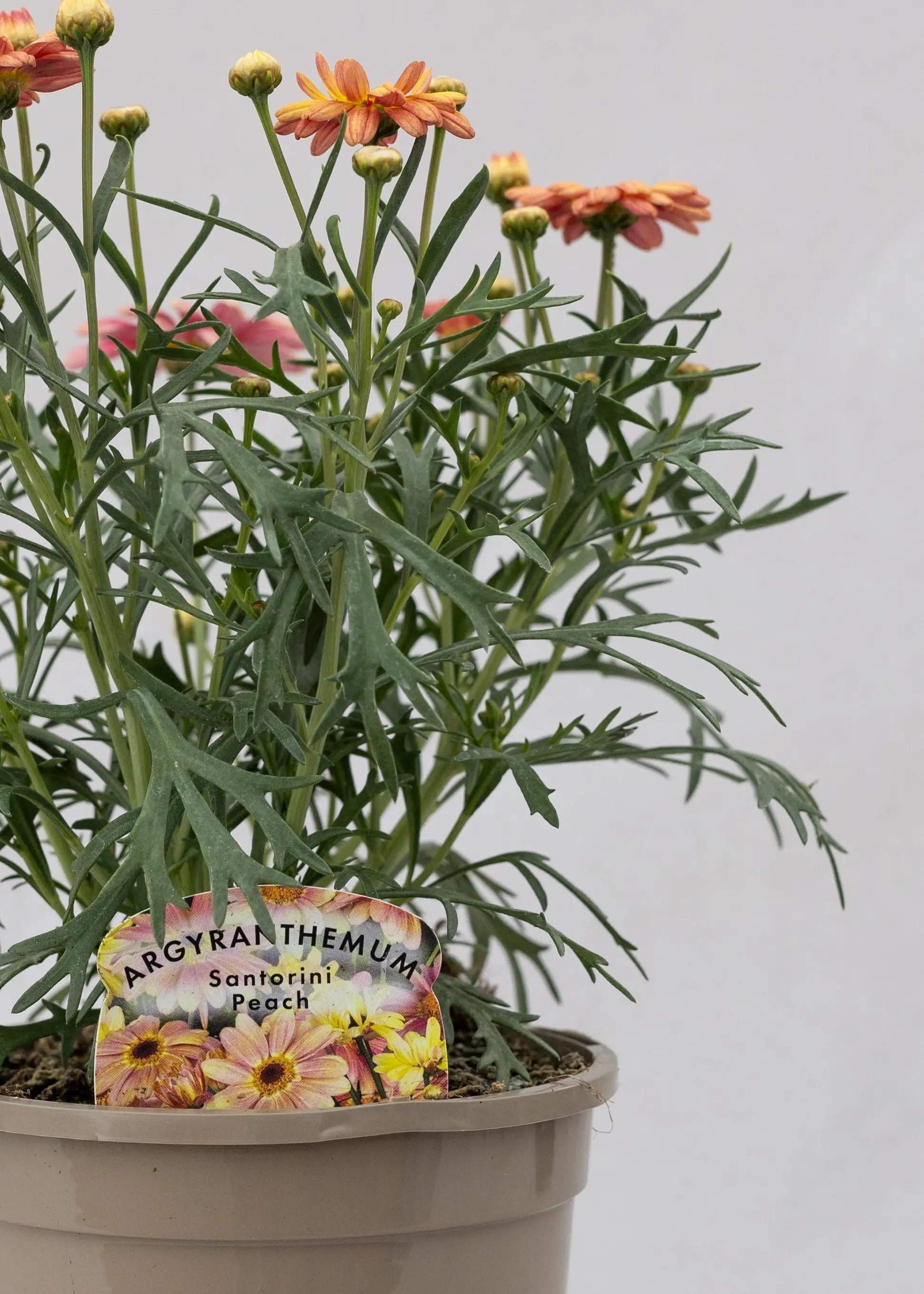 Argyranthemum 'Santorini Peach'